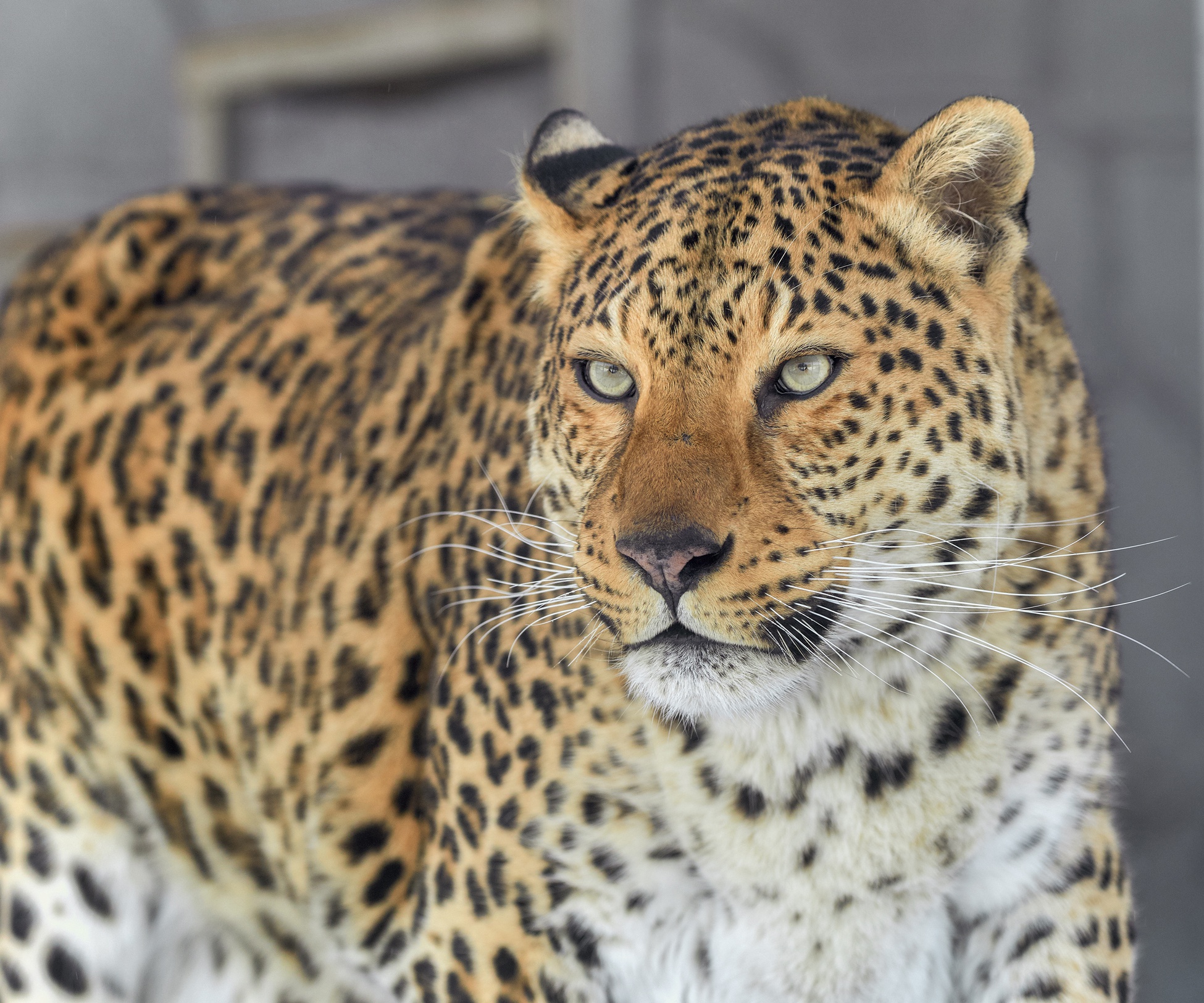 Descarga gratuita de fondo de pantalla para móvil de Leopardo, Gatos, Animales.