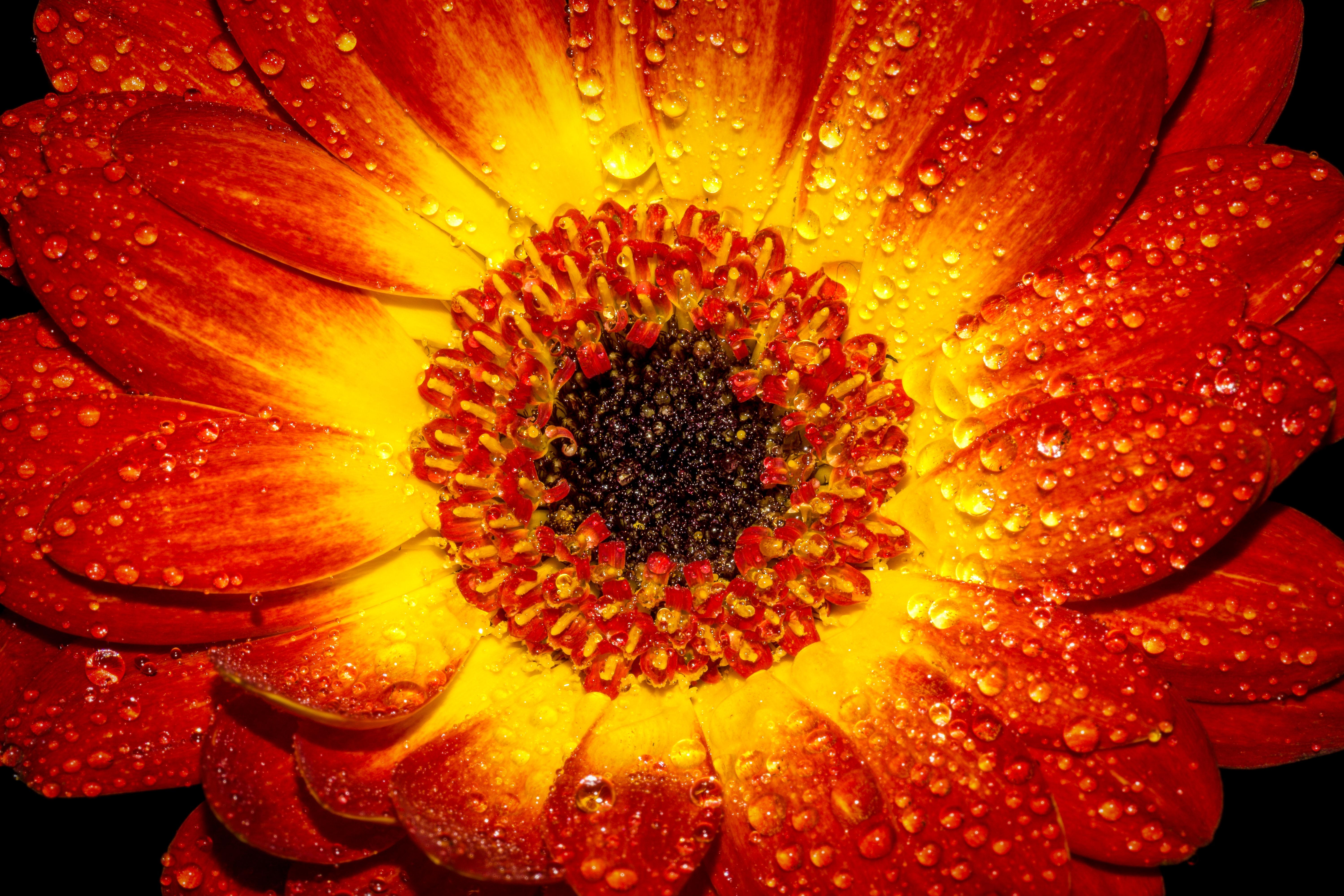 Laden Sie das Drops, Makro, Blütenblatt, Blume-Bild kostenlos auf Ihren PC-Desktop herunter