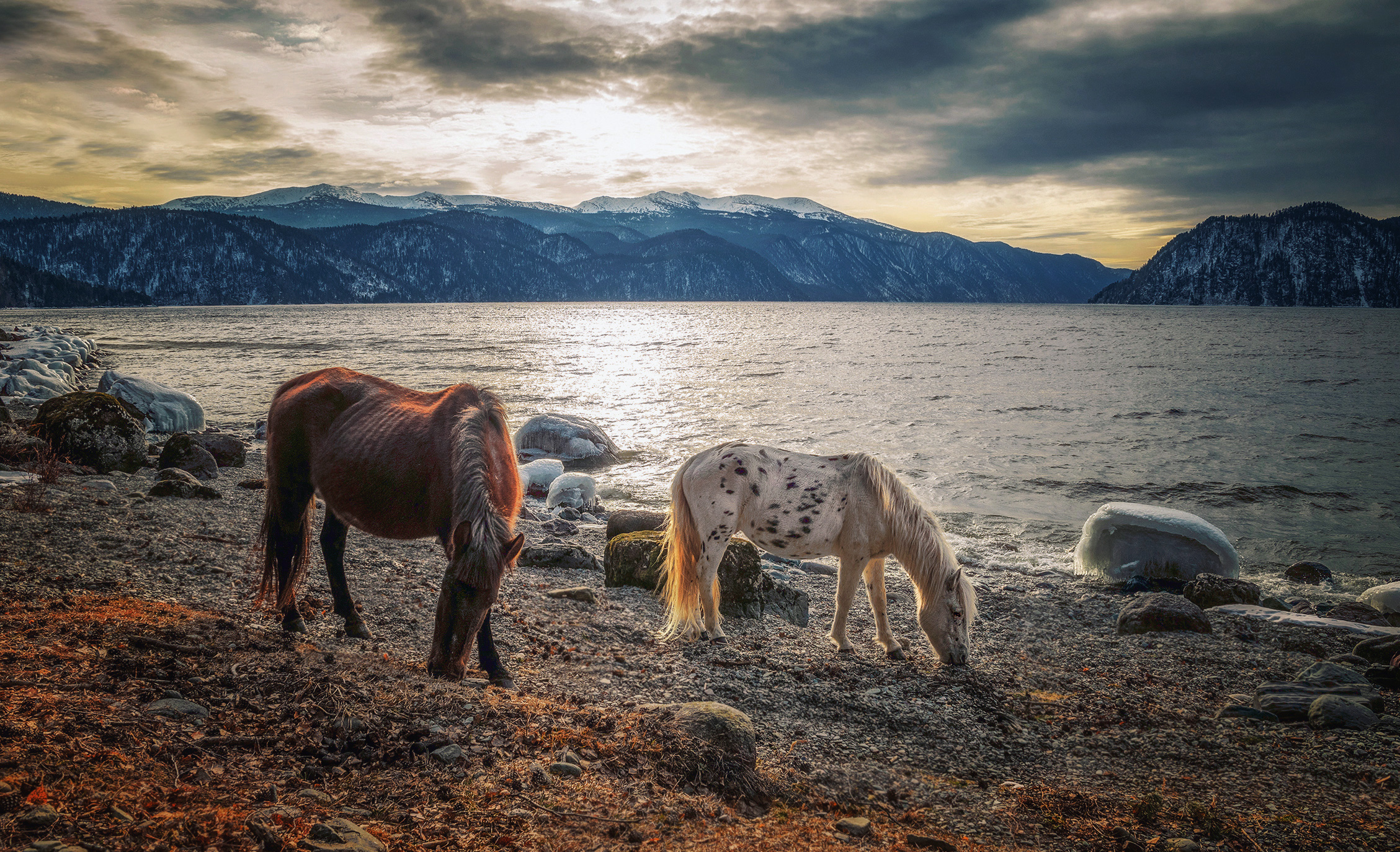 PCデスクトップに動物, 自然, 水, 馬, 山画像を無料でダウンロード
