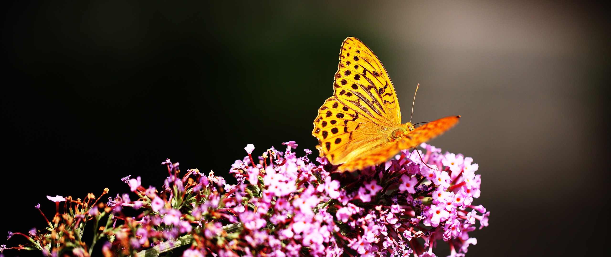 Download mobile wallpaper Gold, Flower, Butterfly, Animal, Purple Flower for free.