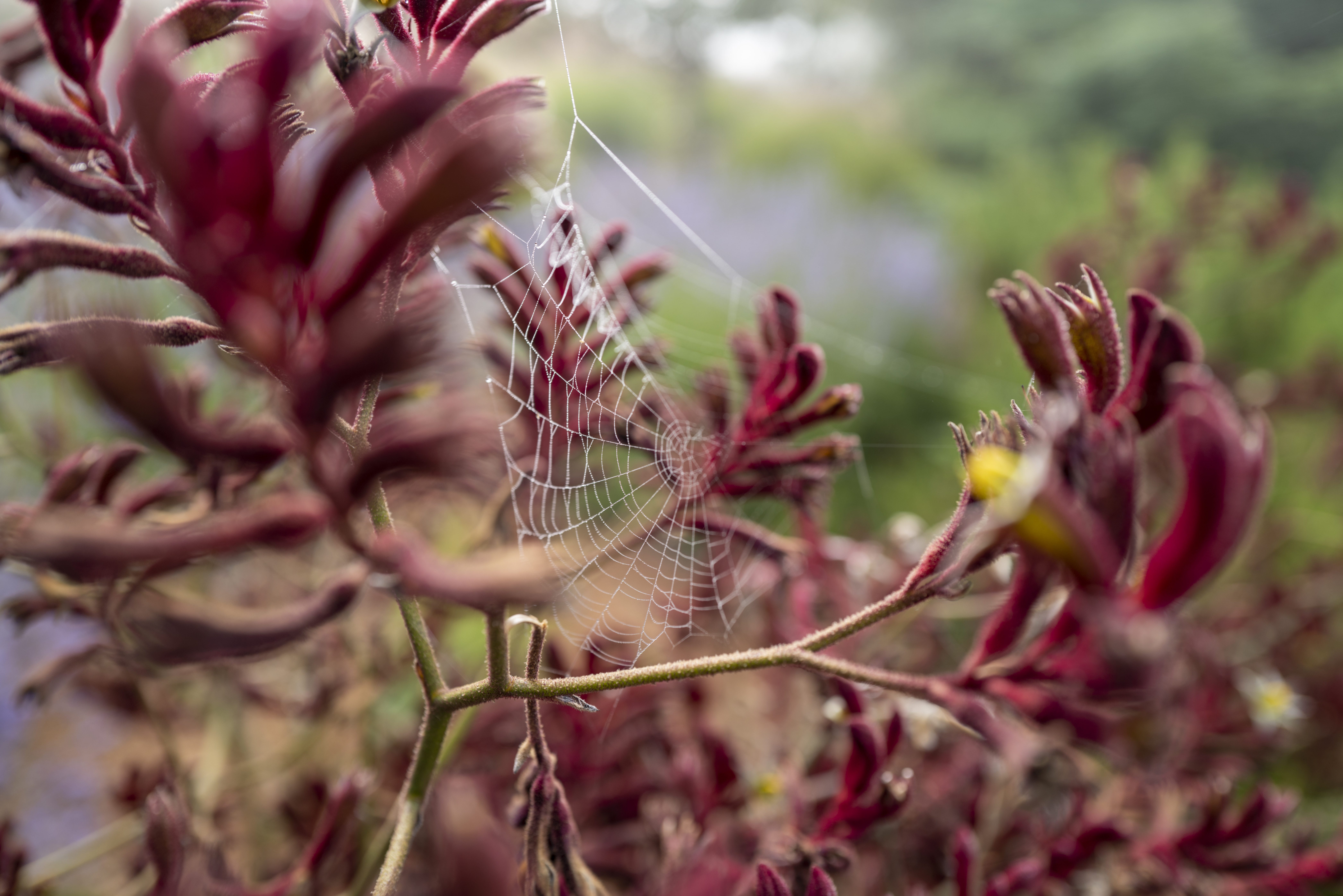 web, plant, macro, close up, branches