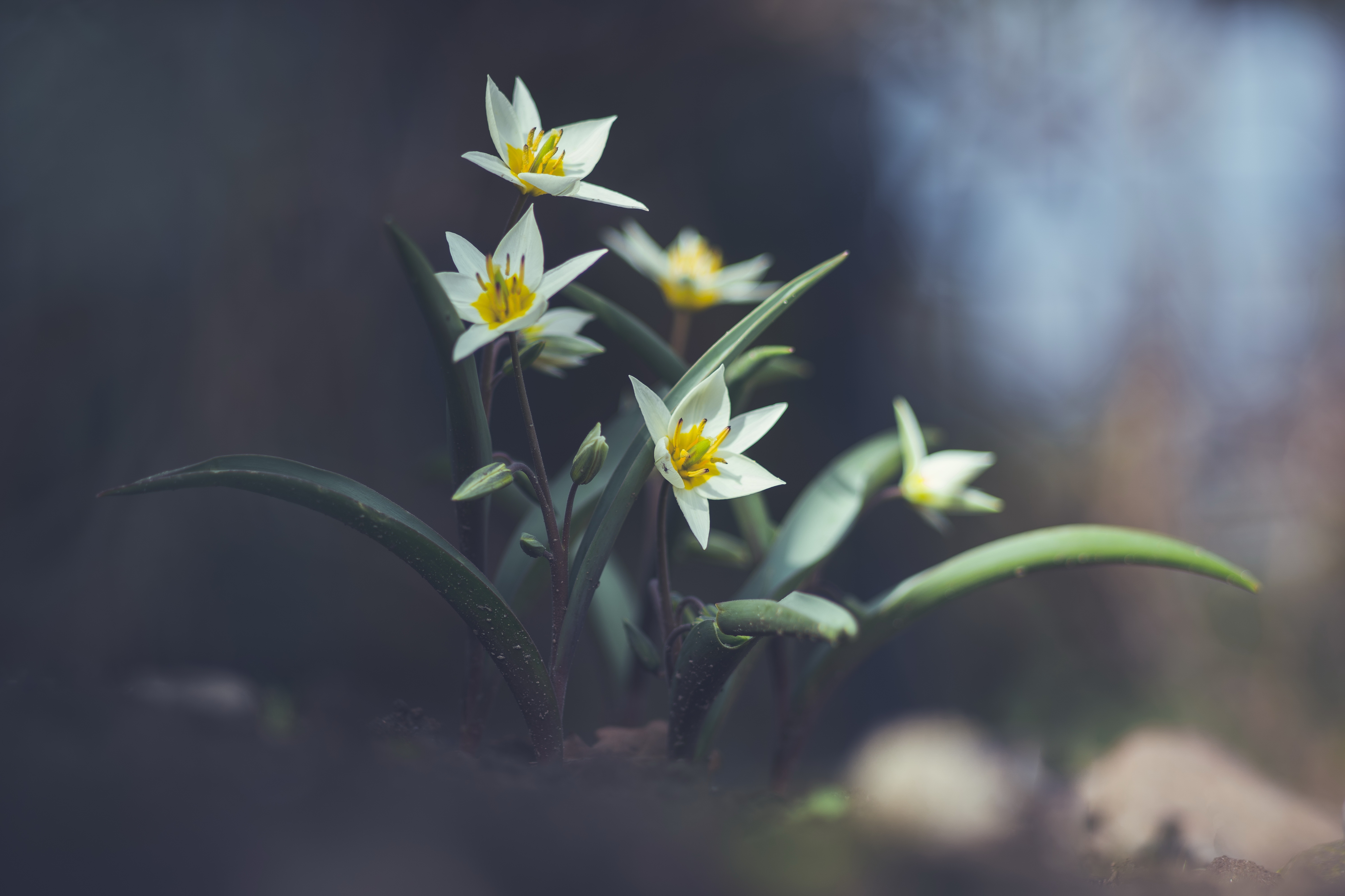 Free download wallpaper Nature, Flowers, Flower, Earth, Spring, Tulip on your PC desktop