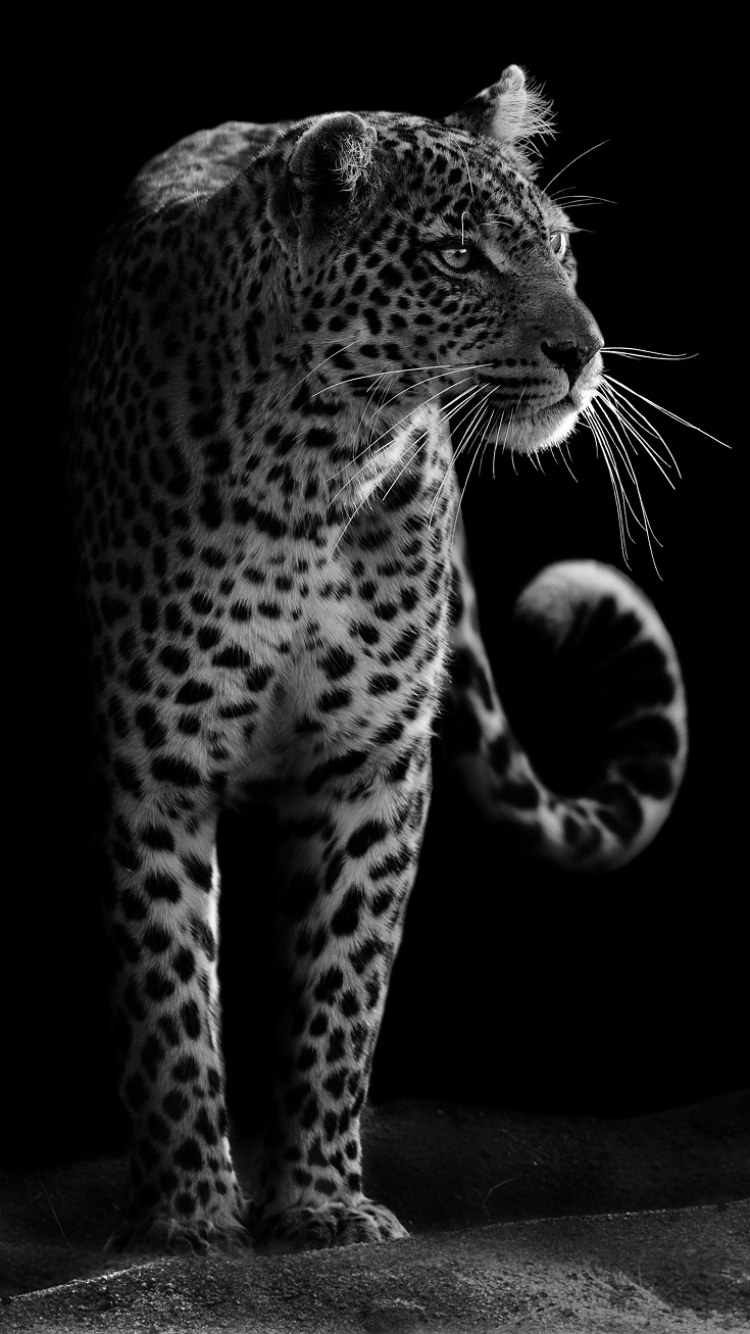 1106355 скачать обои животные, леопард, дикий кот, чёрно белое, черно белый, кошки - заставки и картинки бесплатно