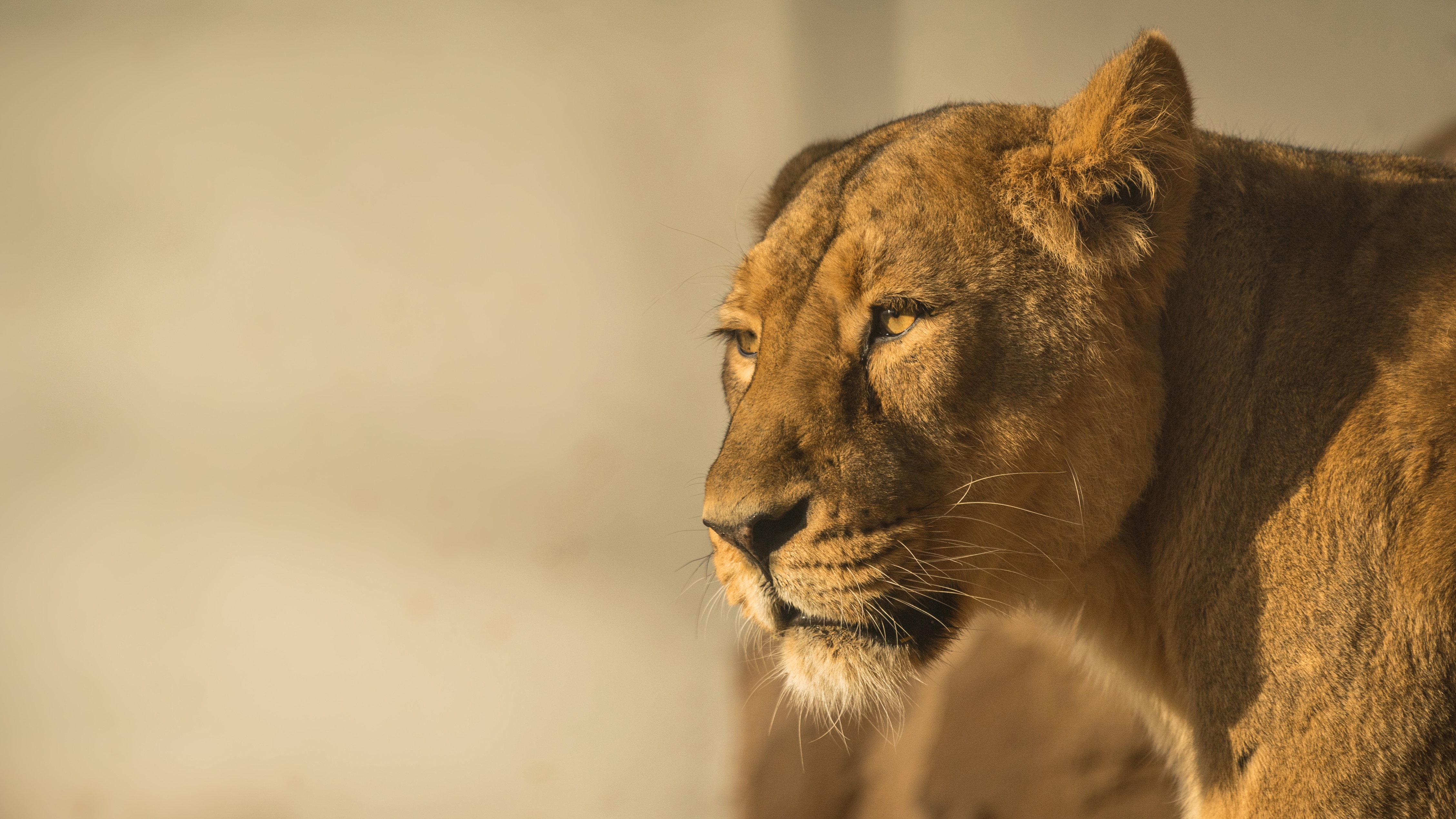 Laden Sie das Tiere, Katzen, Löwe-Bild kostenlos auf Ihren PC-Desktop herunter