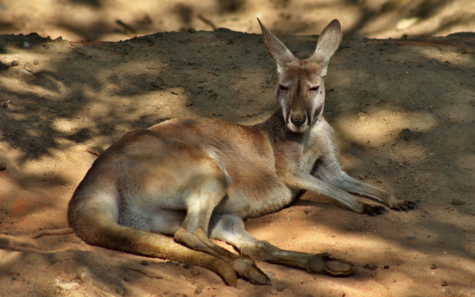 541020 Hintergrundbild herunterladen tiere, känguru - Bildschirmschoner und Bilder kostenlos