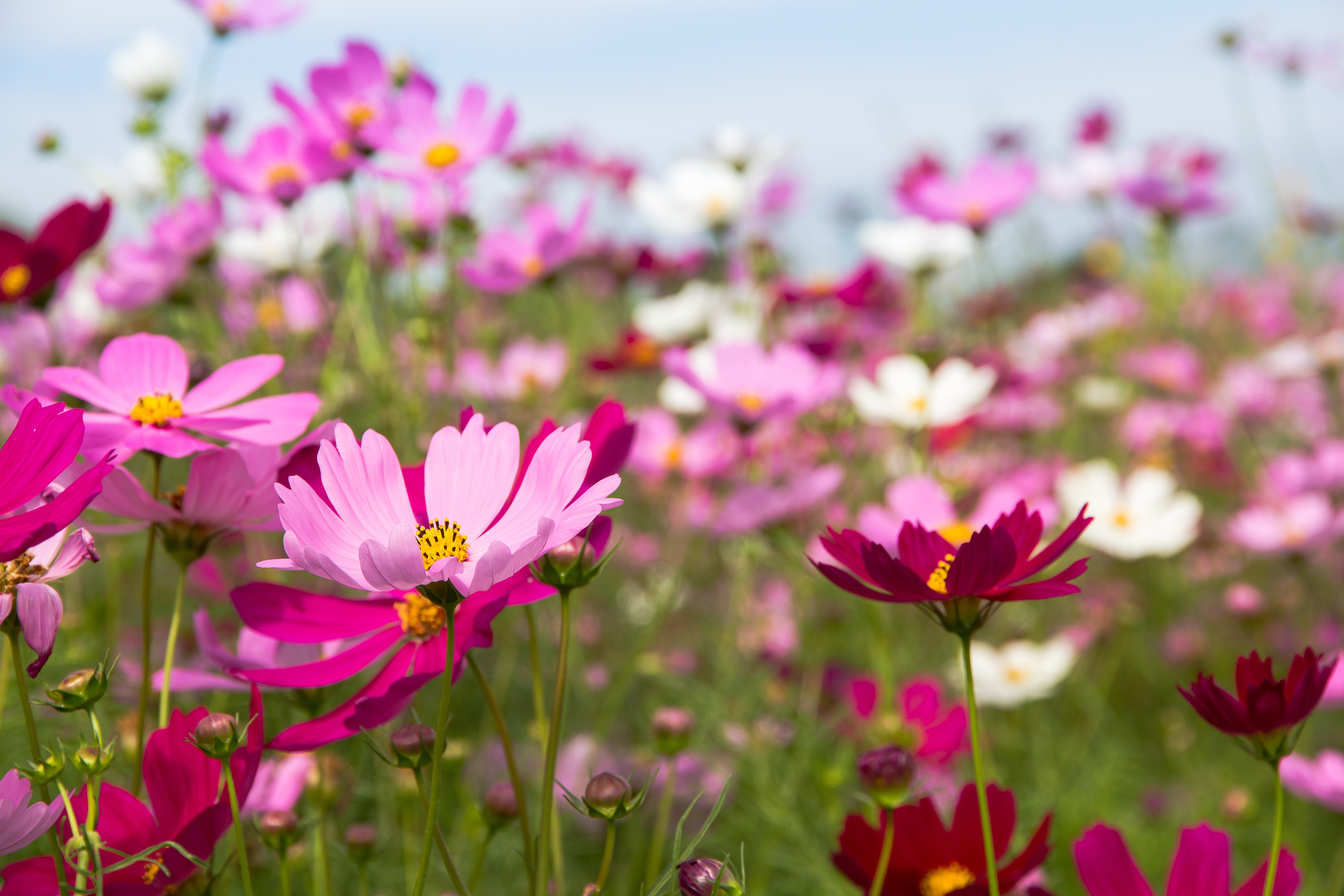 Download mobile wallpaper Nature, Flowers, Summer, Flower, Close Up, Earth, Cosmos, Pink Flower for free.