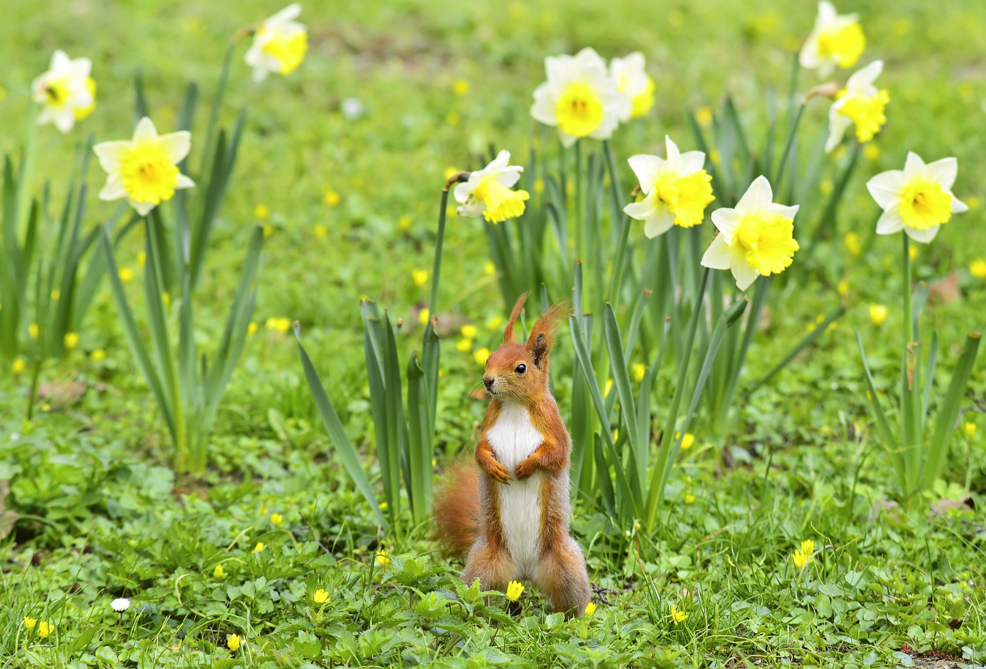 Laden Sie das Tiere, Eichhörnchen, Narzissen, Blume, Nagetier, Gelbe Blume-Bild kostenlos auf Ihren PC-Desktop herunter