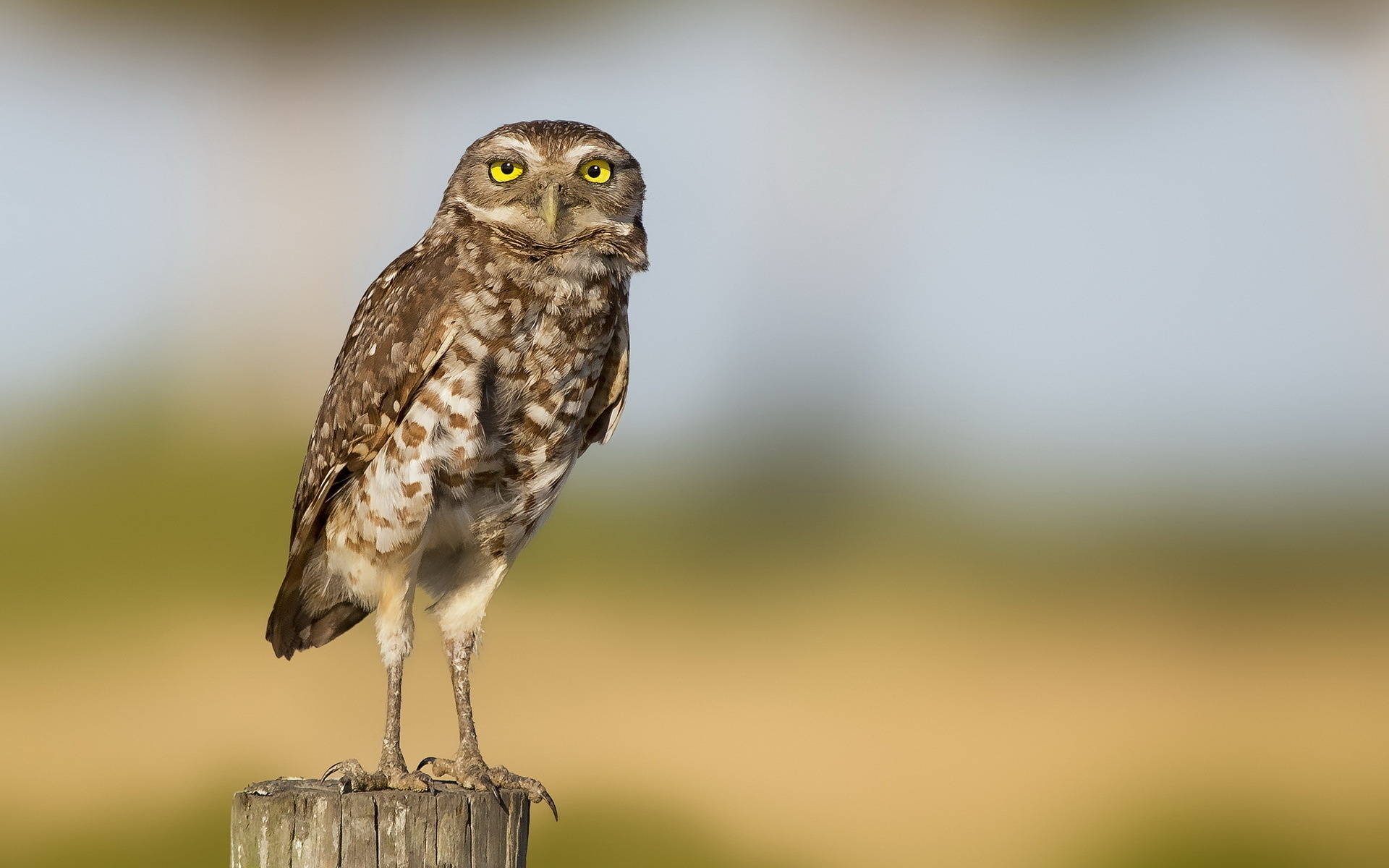 PCデスクトップに動物, 自然, 鳥, フクロウ画像を無料でダウンロード