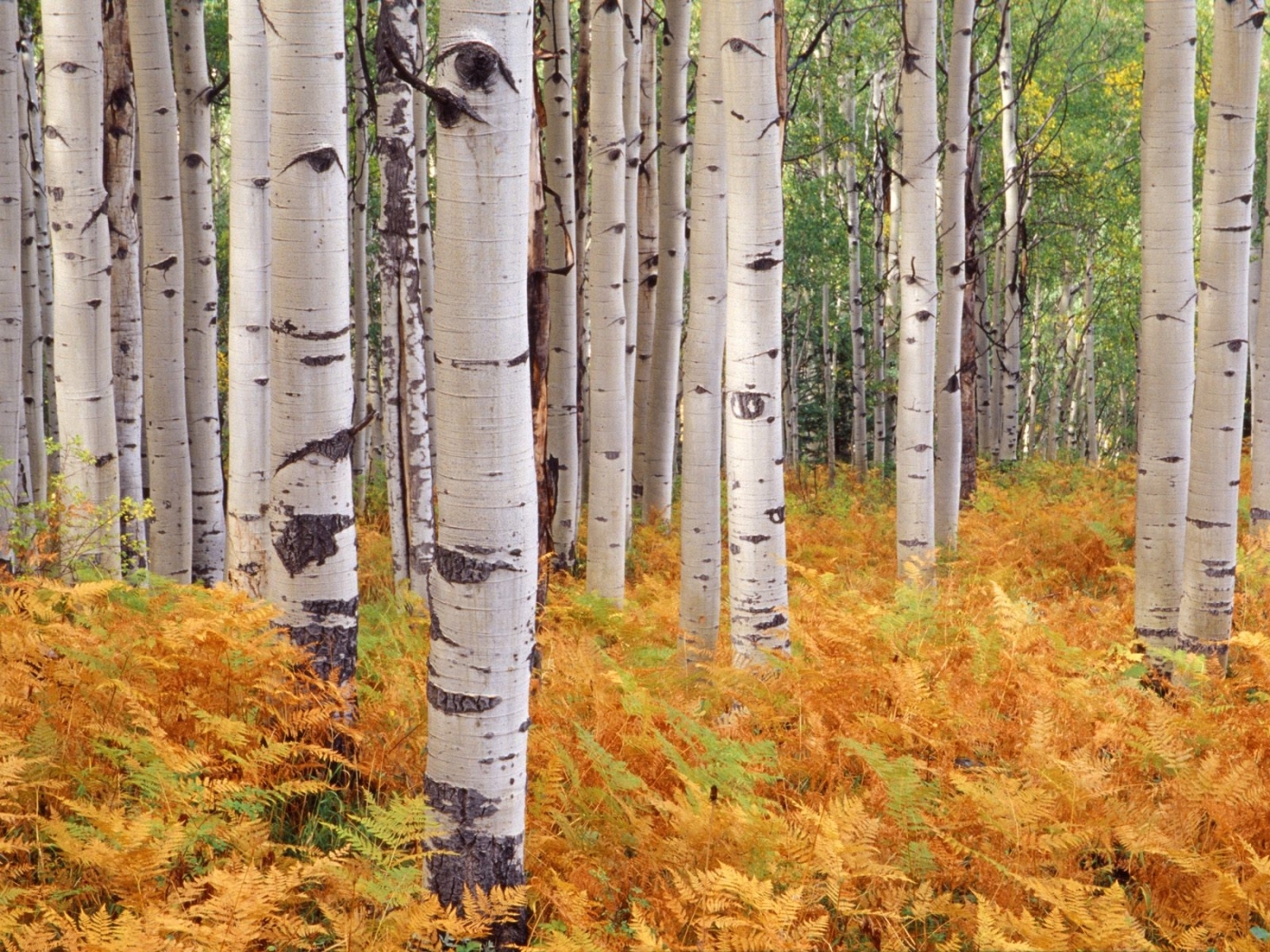 Free download wallpaper Landscape, Trees, Birches on your PC desktop