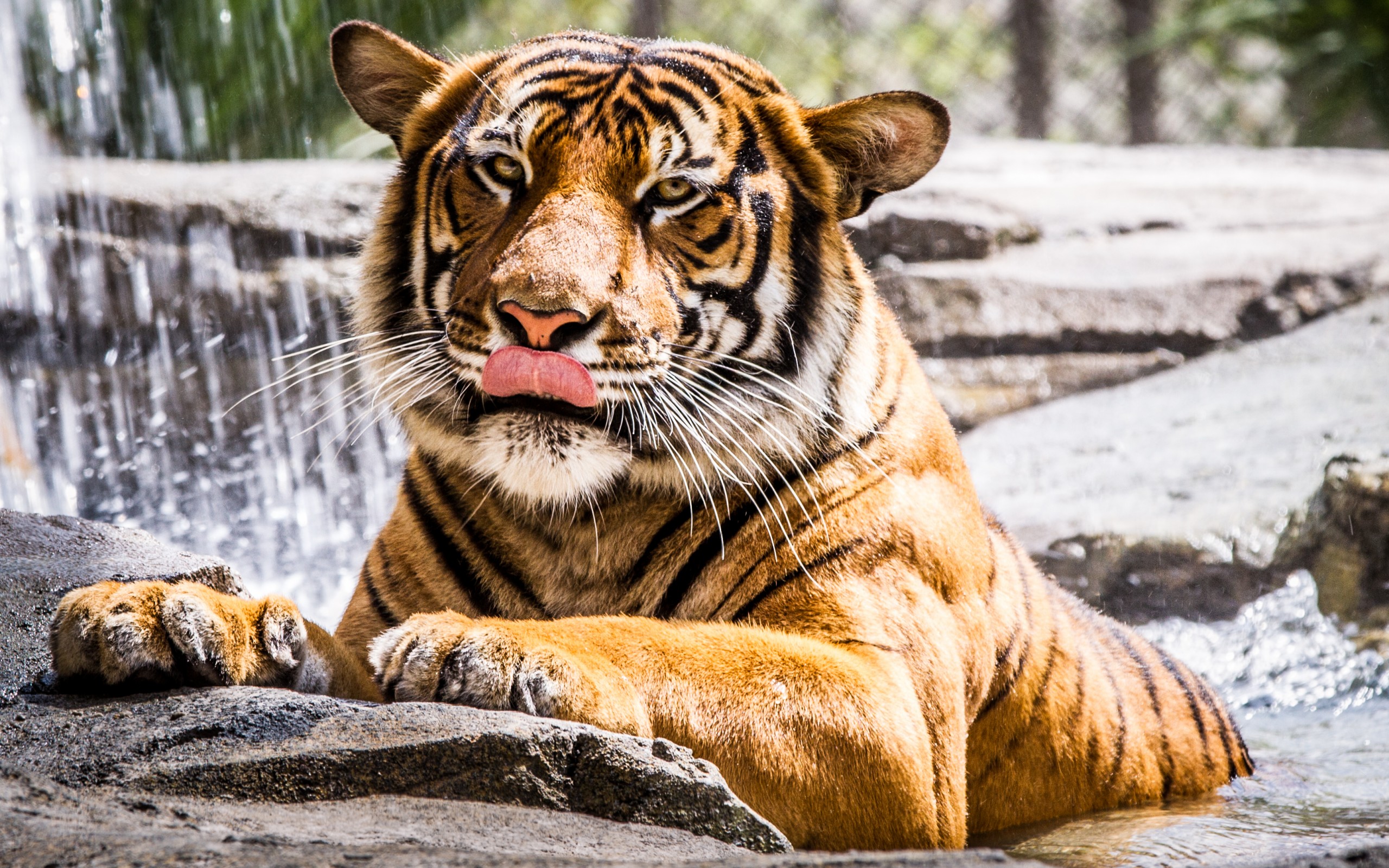 Téléchargez gratuitement l'image Animaux, Chats, Tigre sur le bureau de votre PC