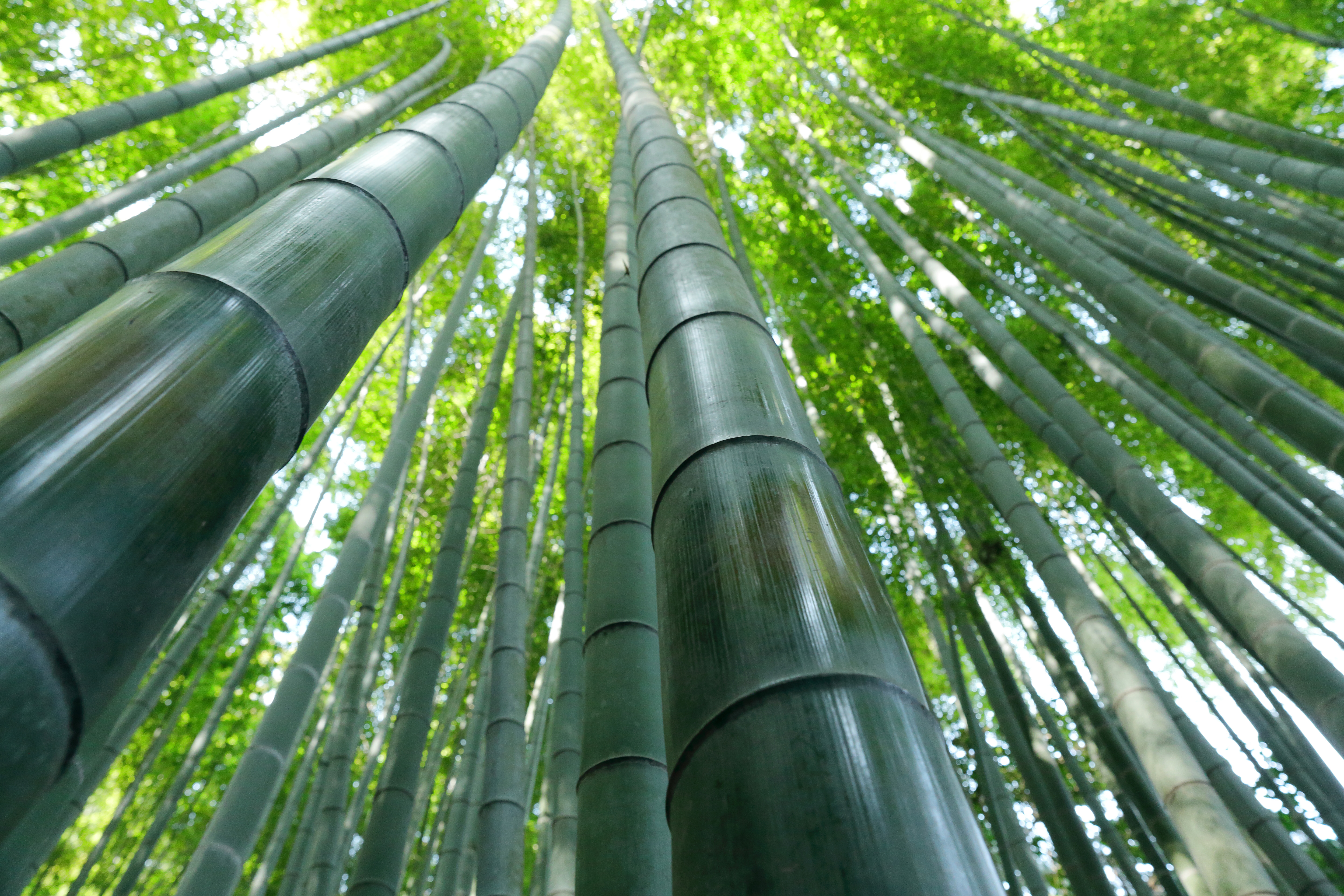 Free download wallpaper Nature, Earth, Bamboo, Greenery on your PC desktop