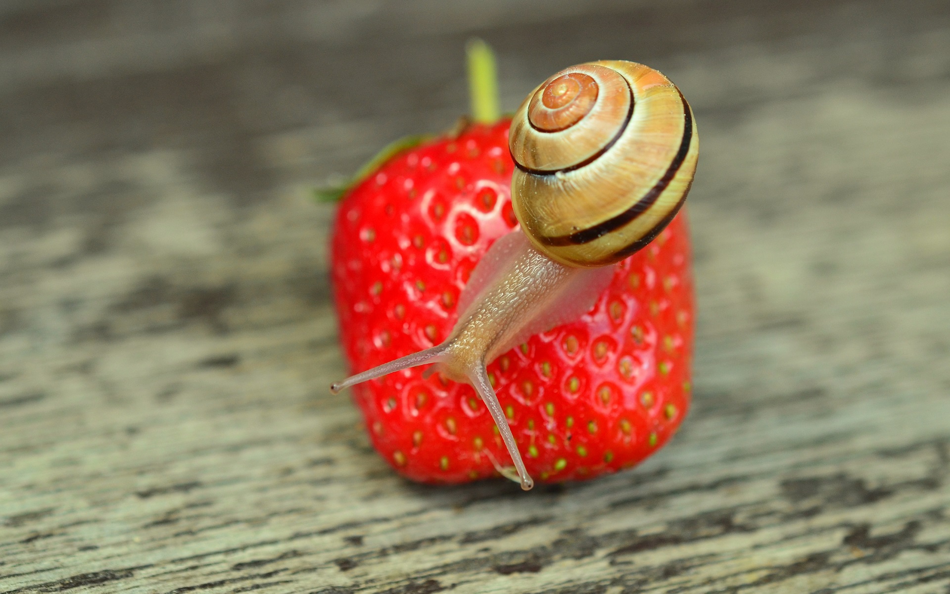 Download mobile wallpaper Strawberry, Animal, Snail, Shell for free.