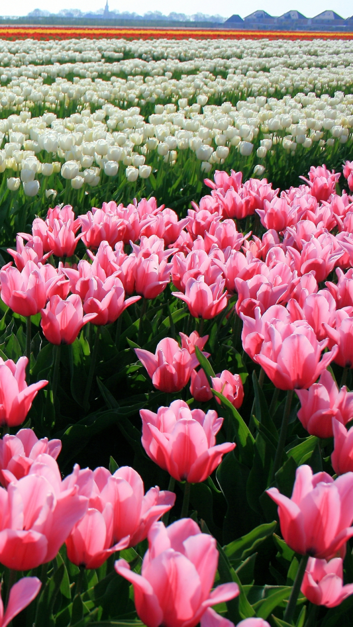 Download mobile wallpaper Flowers, Flower, Earth, Field, Tulip, White Flower, Pink Flower for free.