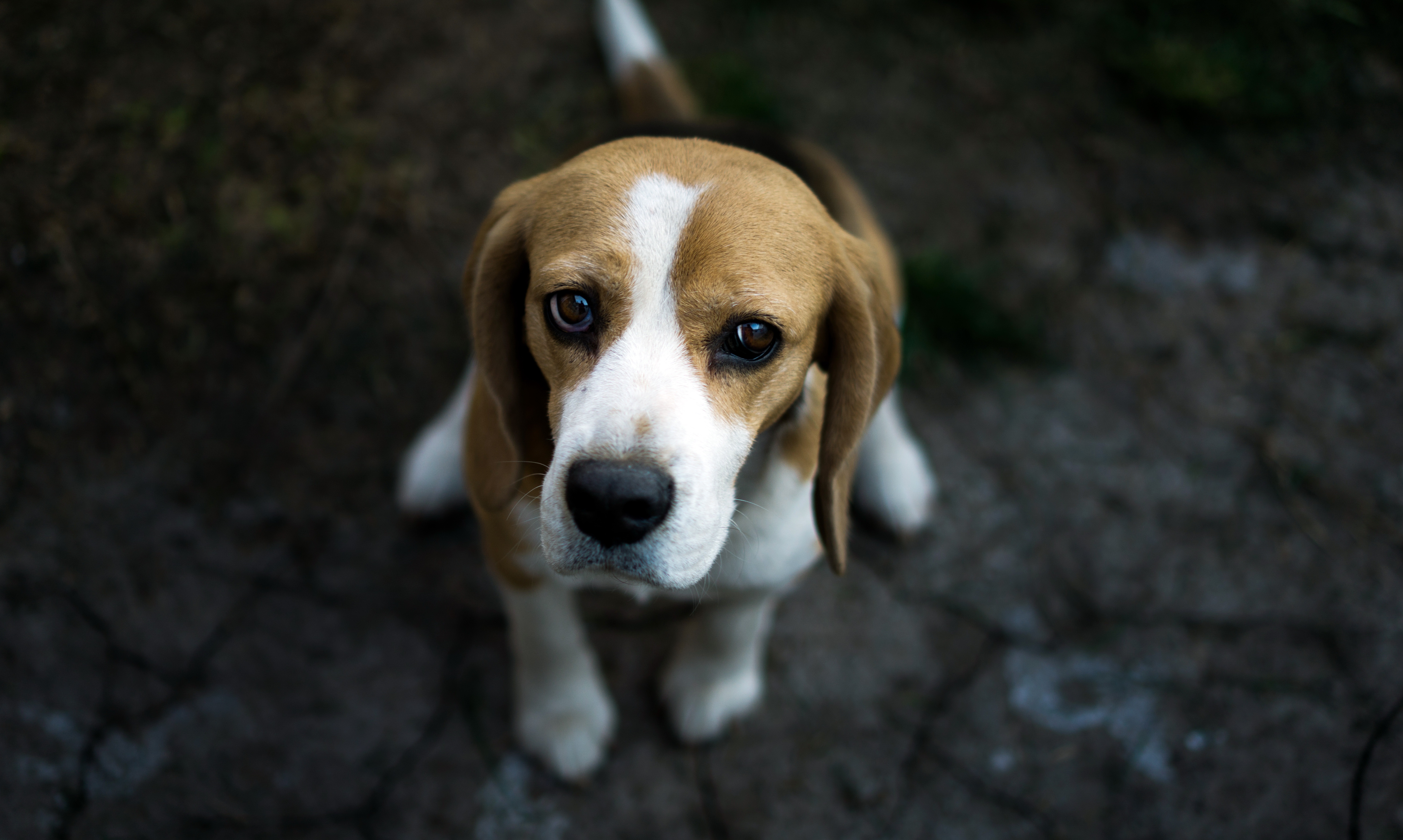Descarga gratis la imagen Animales, Perros, Perro, Bozal, Beagle en el escritorio de tu PC