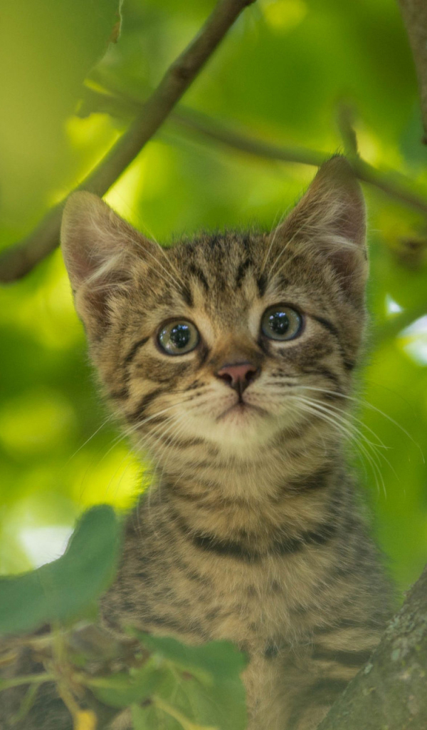 Download mobile wallpaper Cats, Cat, Kitten, Animal, Baby Animal, Stare for free.