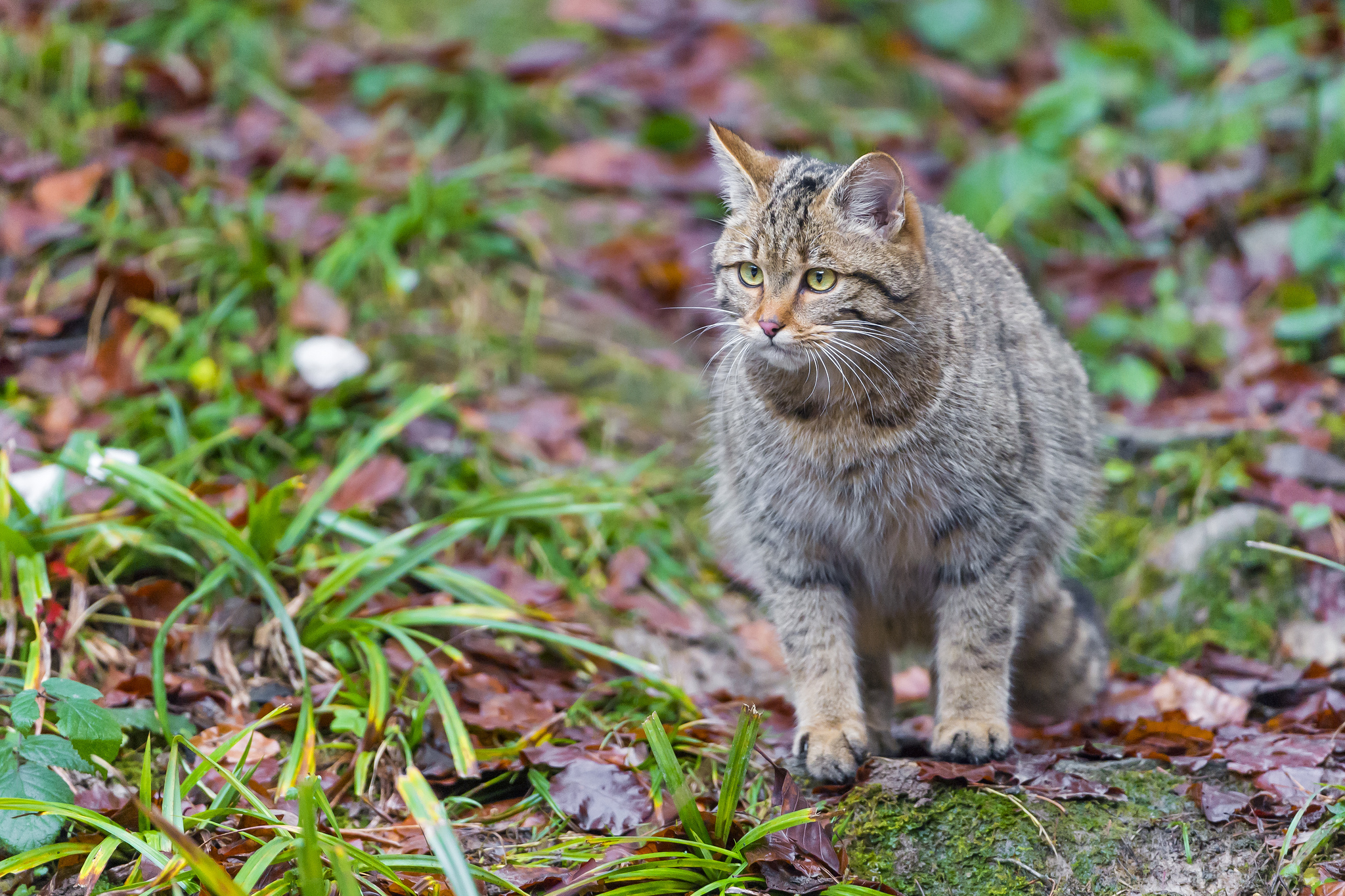 Handy-Wallpaper Tiere, Katzen, Katze kostenlos herunterladen.