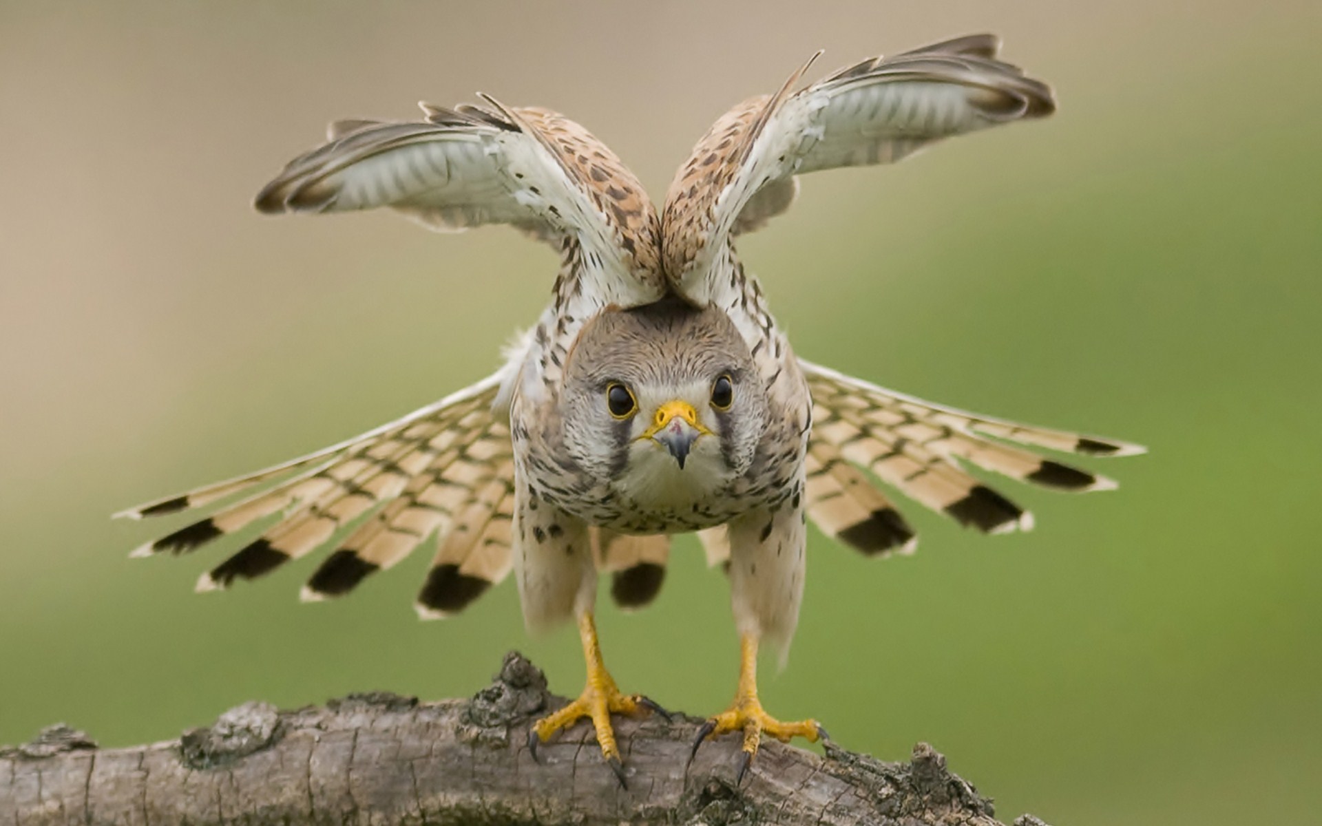 Free download wallpaper Birds, Bird, Animal, Hawk on your PC desktop
