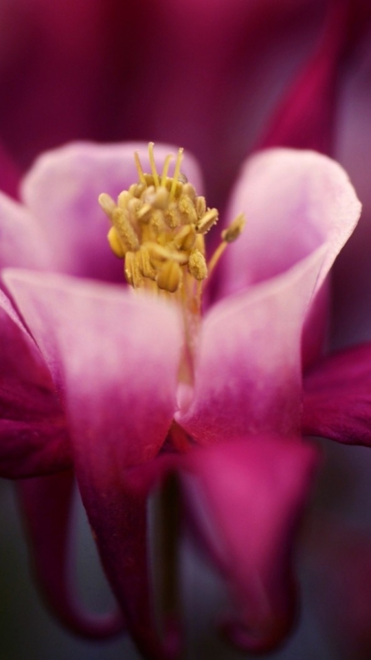 Descarga gratuita de fondo de pantalla para móvil de Flores, Flor, Tierra/naturaleza.