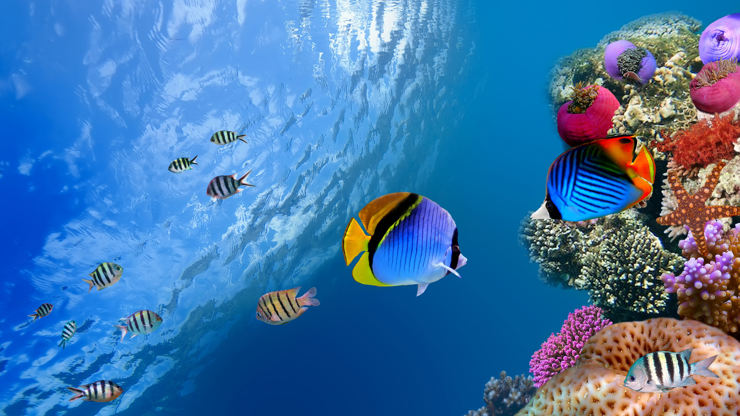 Laden Sie das Tiere, Fisch, Falterfisch-Bild kostenlos auf Ihren PC-Desktop herunter