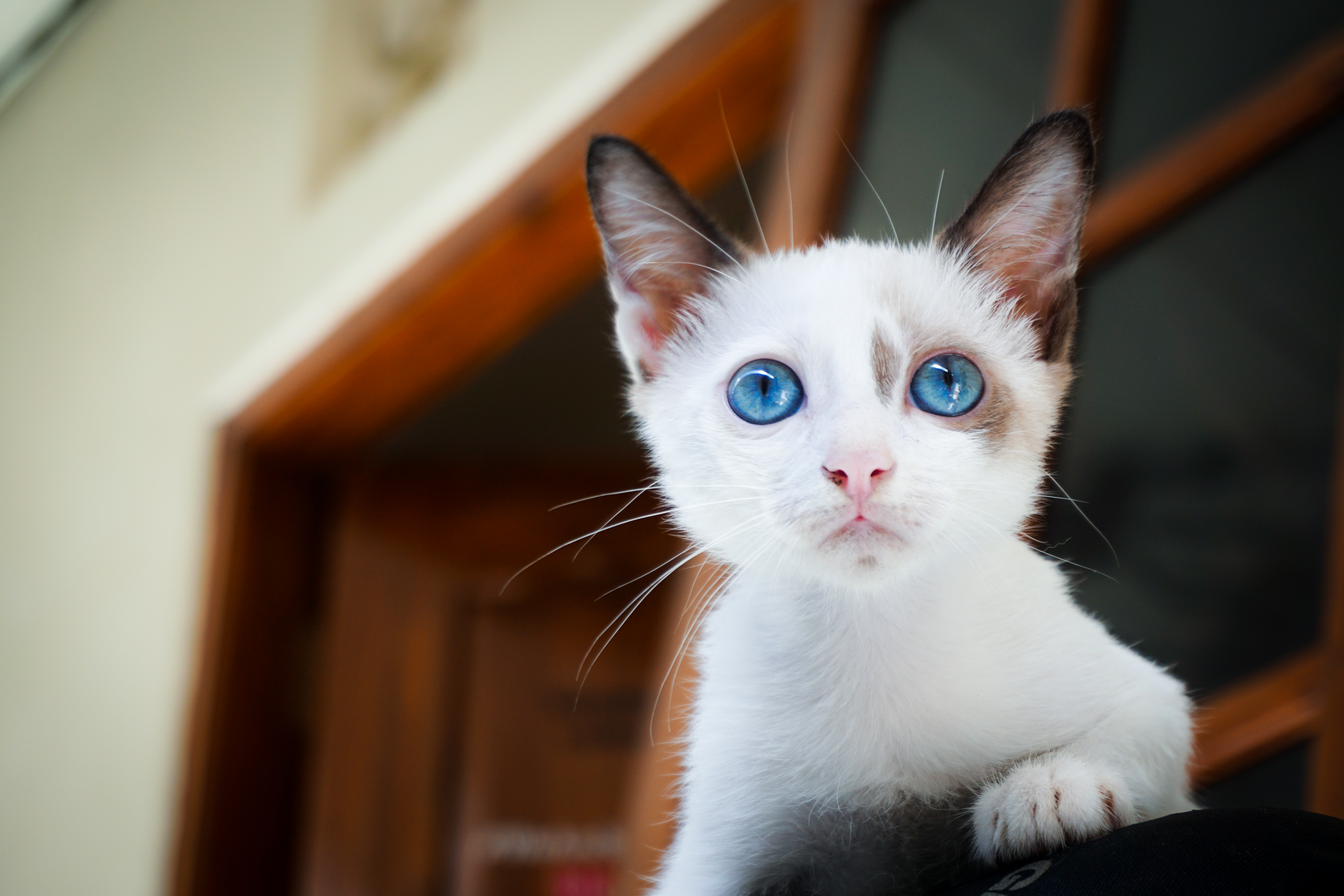 Descarga gratis la imagen Animales, Gatos, Gato, Gatito, Ojos Azules, Bebe Animal en el escritorio de tu PC
