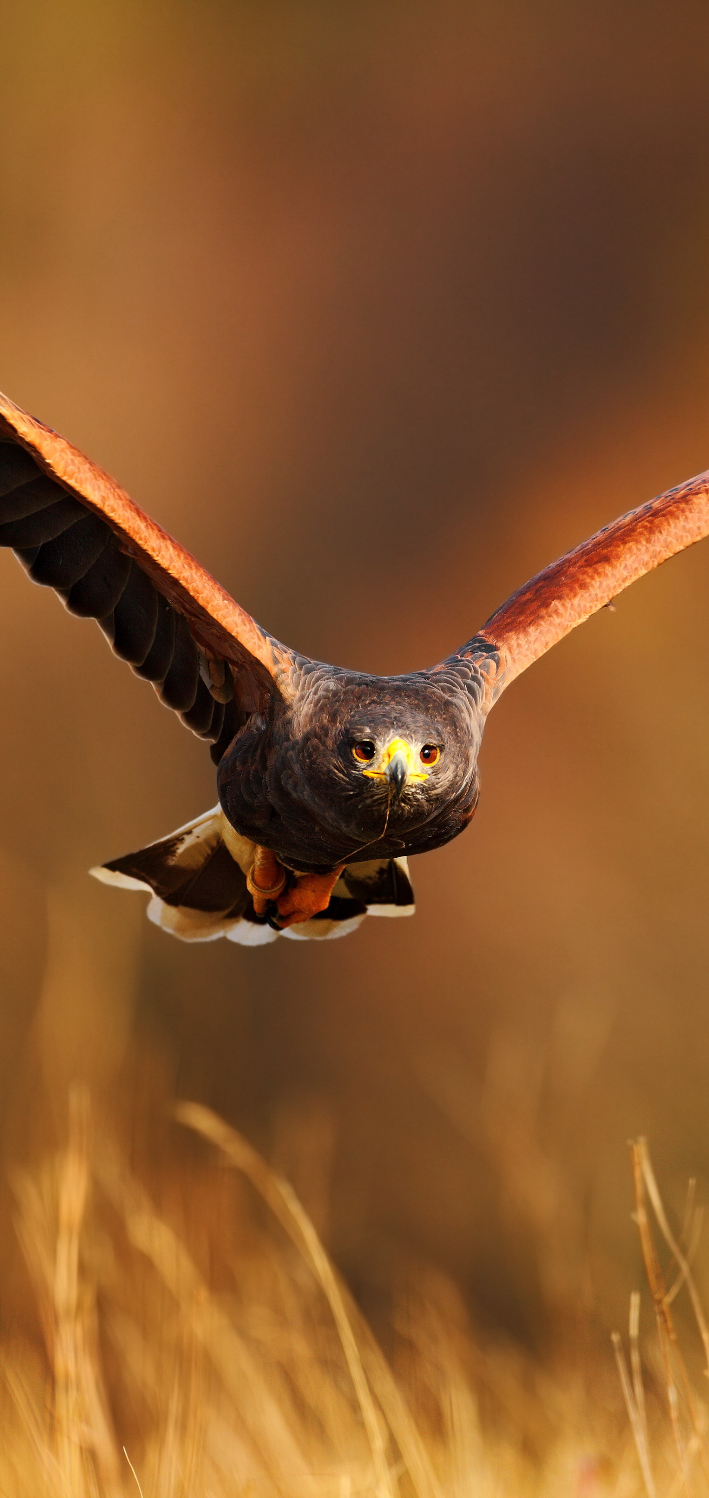 Baixar papel de parede para celular de Animais, Aves, Águia gratuito.