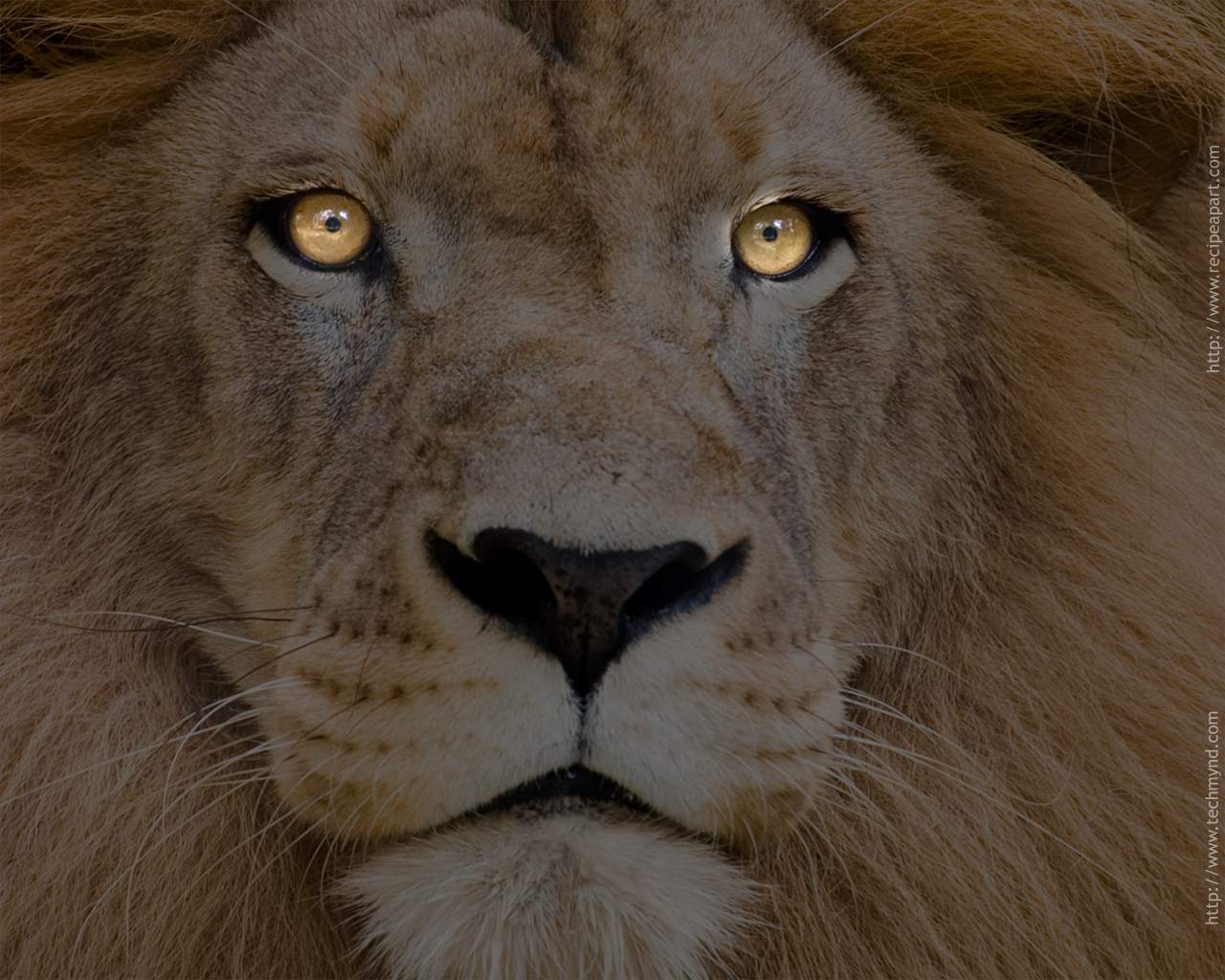 1436432 descargar imagen animales, león: fondos de pantalla y protectores de pantalla gratis