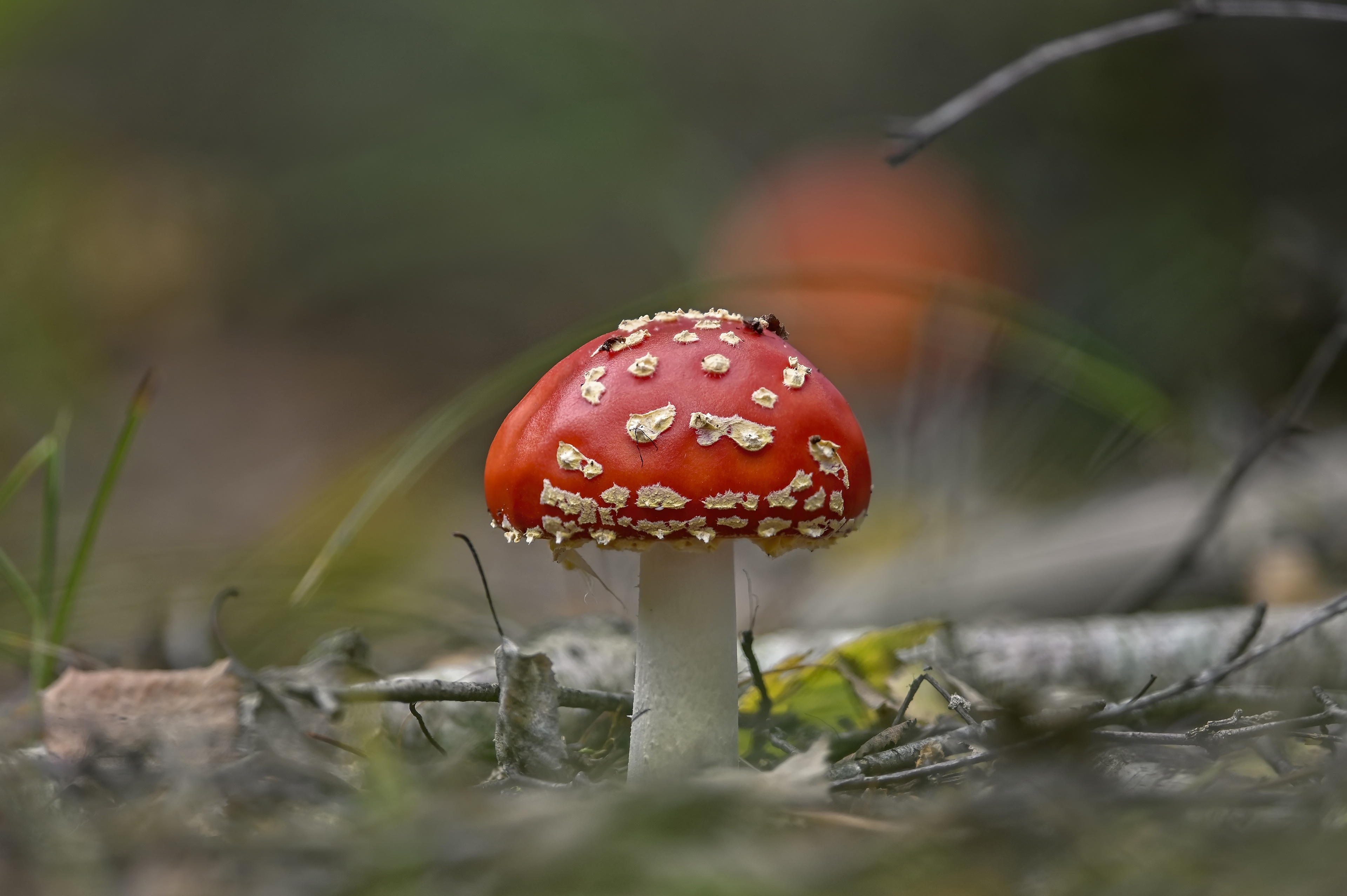 earth, mushroom, close up, fall, fly agaric, nature