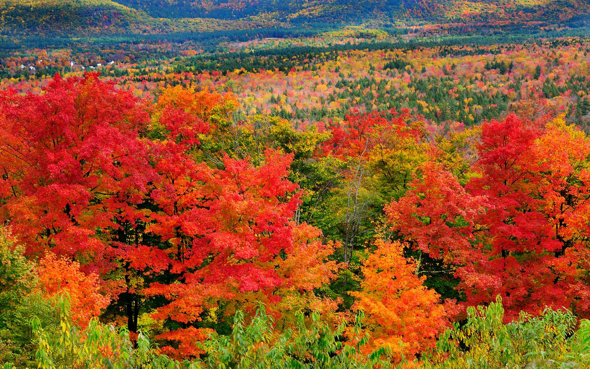 PCデスクトップに自然, 木, 秋, 森, 地球, 色画像を無料でダウンロード