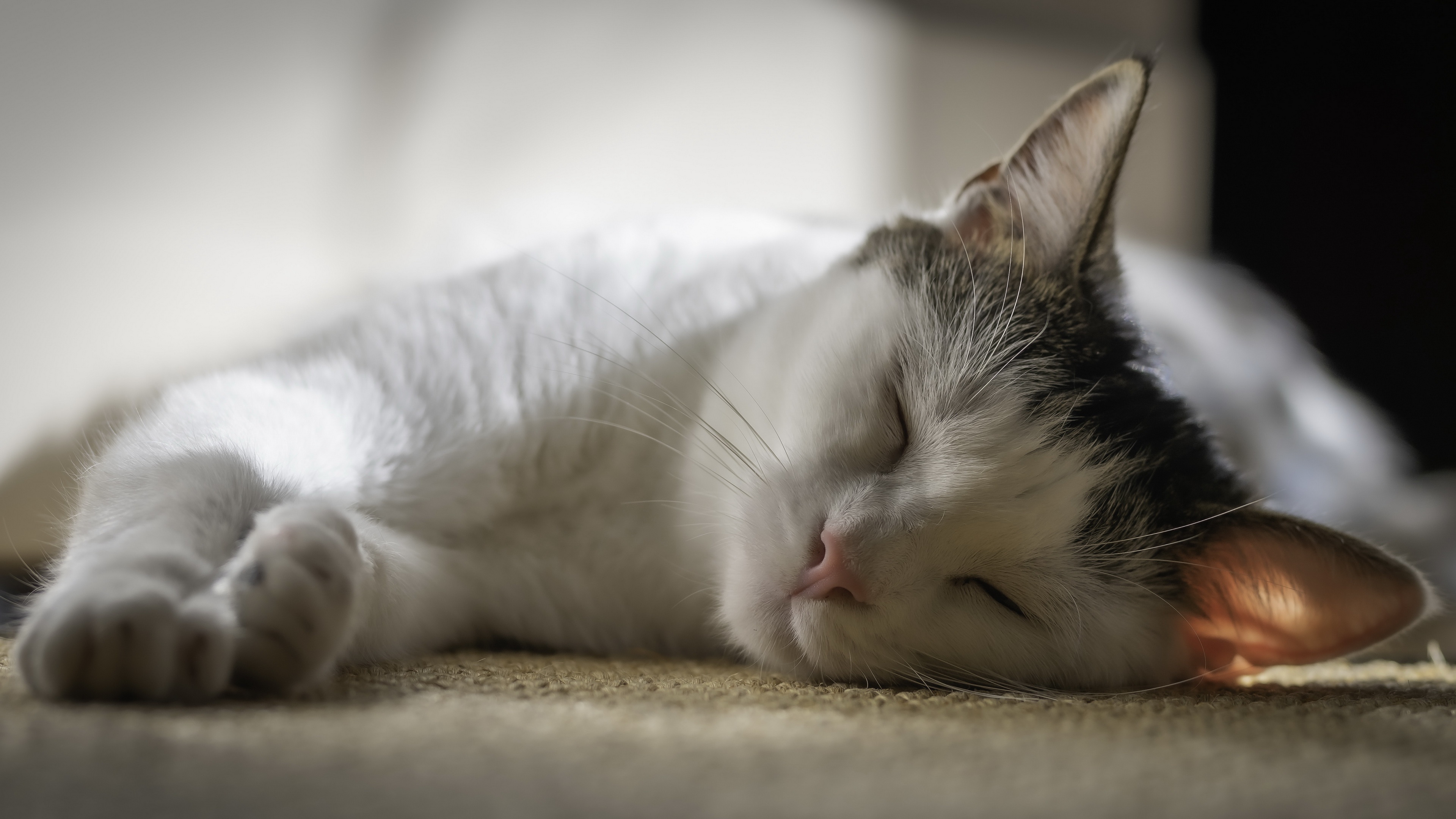 Baixe gratuitamente a imagem Animais, Gatos, Gato, Dormindo na área de trabalho do seu PC