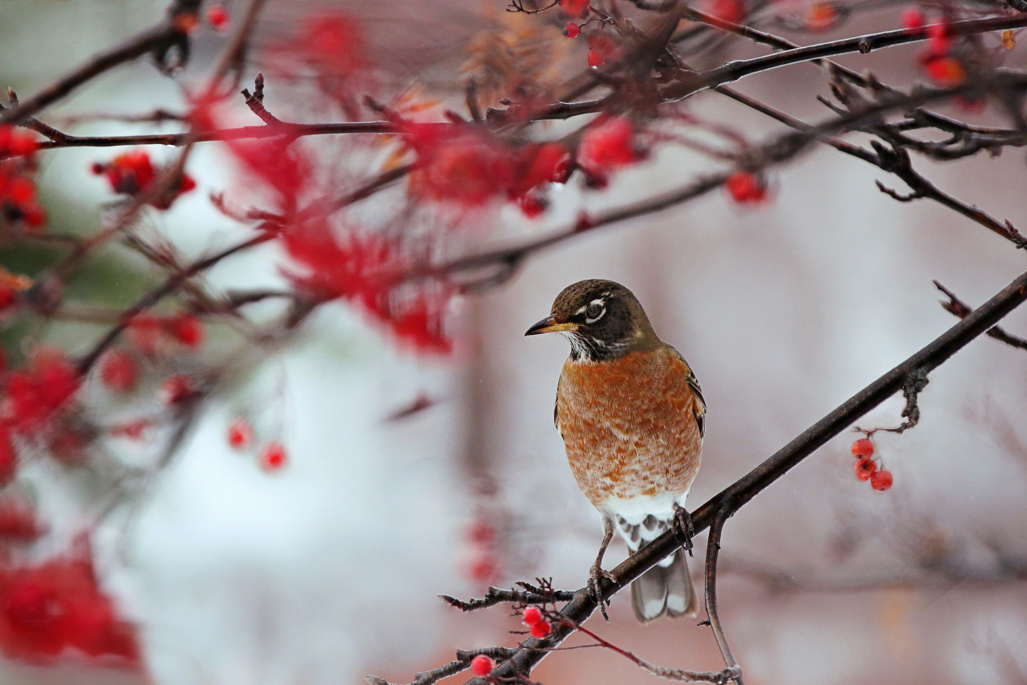 Download mobile wallpaper Birds, Bird, Branch, Animal, American Robin for free.