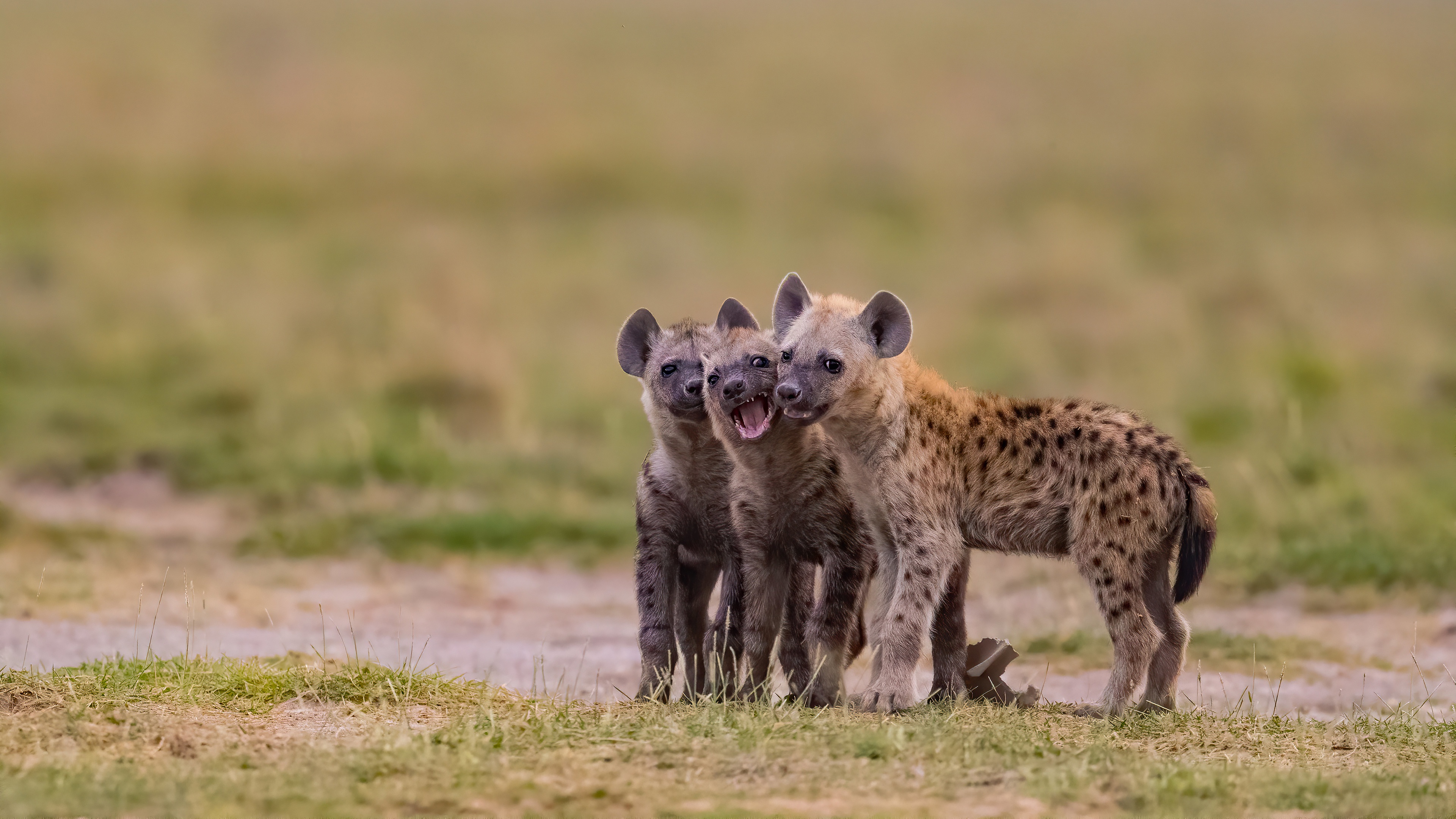 973684 baixar papel de parede animais, hiena malhada, animal bebê, filhote - protetores de tela e imagens gratuitamente