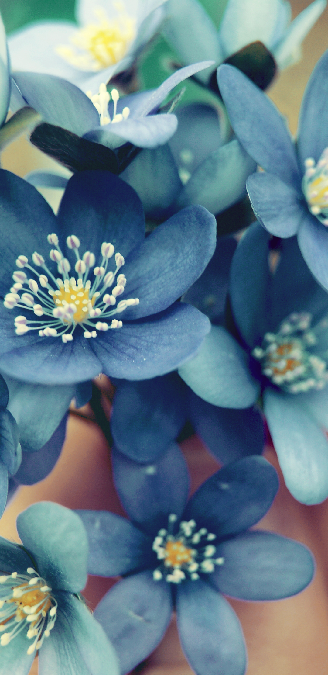 Descarga gratuita de fondo de pantalla para móvil de Flores, Flor, Nomeolvides, Tierra/naturaleza, Flor Azul.
