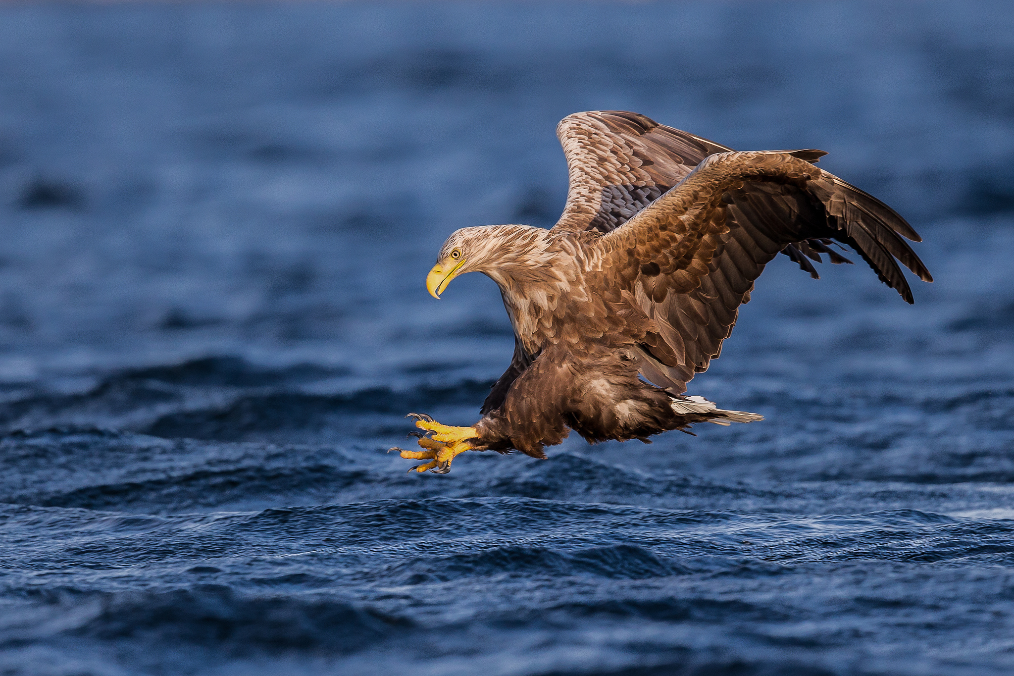 Download mobile wallpaper Birds, Bird, Animal, Eagle, White Tailed Eagle for free.