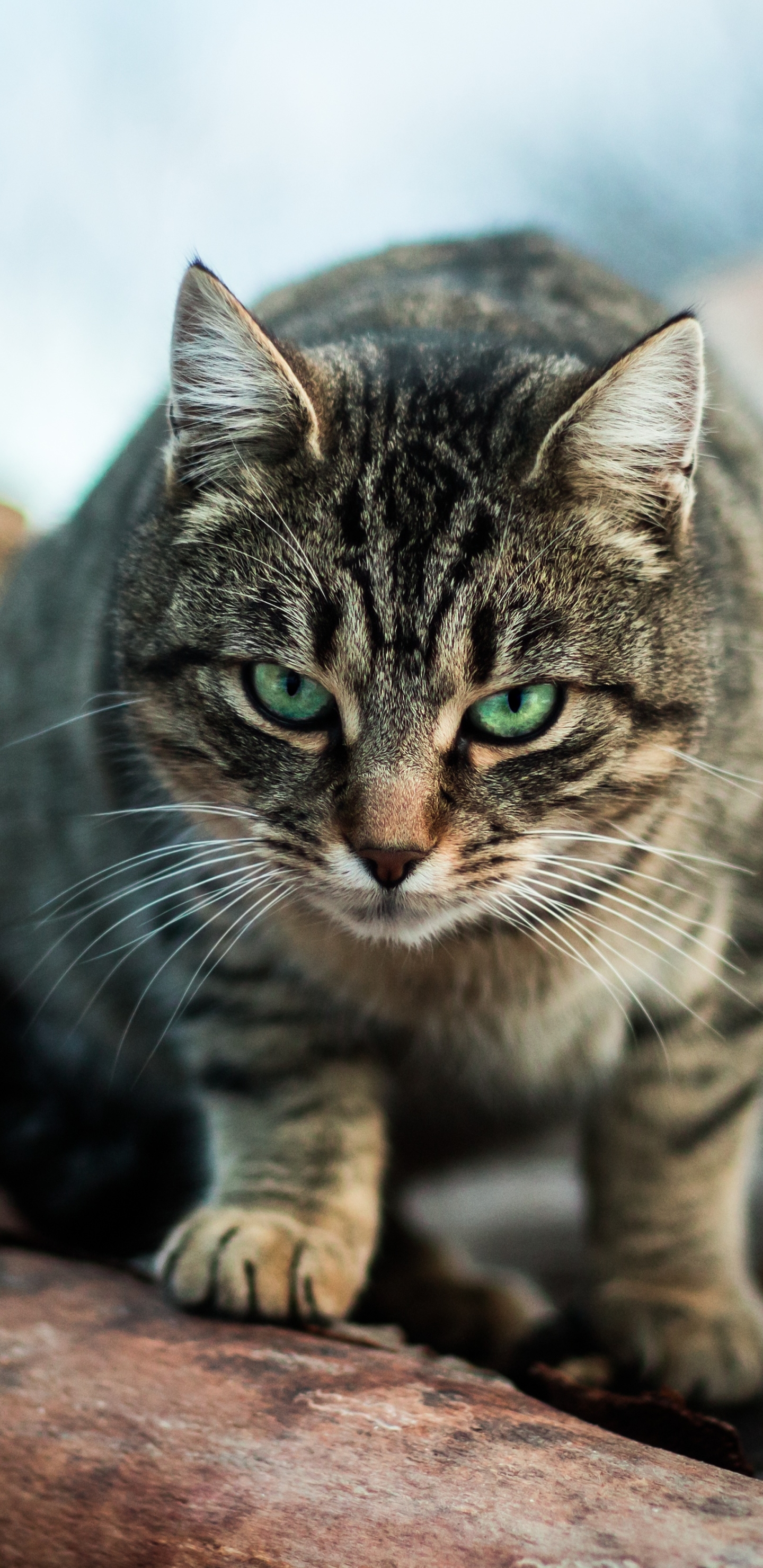 Baixar papel de parede para celular de Animais, Gatos, Gato, Olhos Verdes, Olhar Fixamente gratuito.