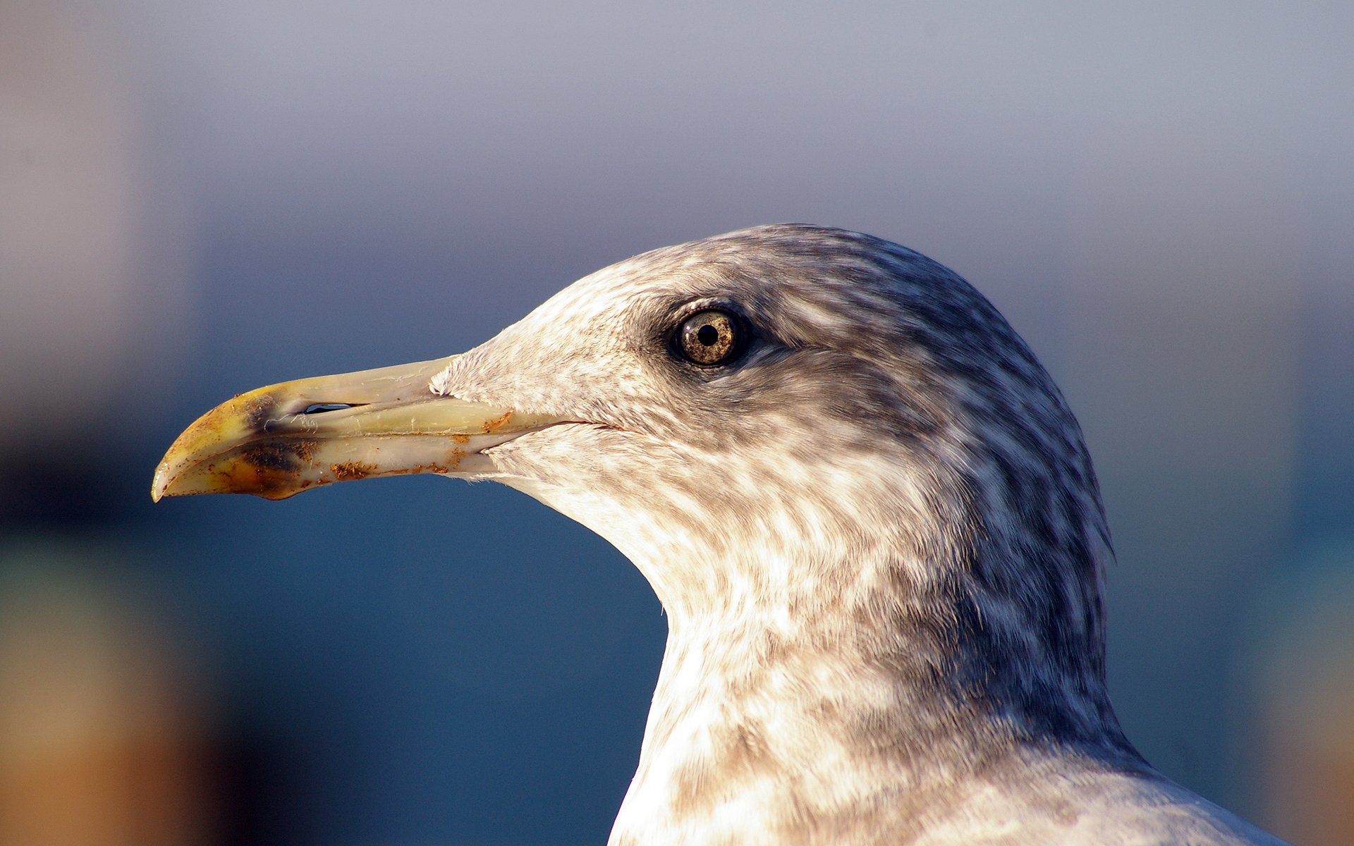 Free download wallpaper Birds, Animal, Seagull on your PC desktop