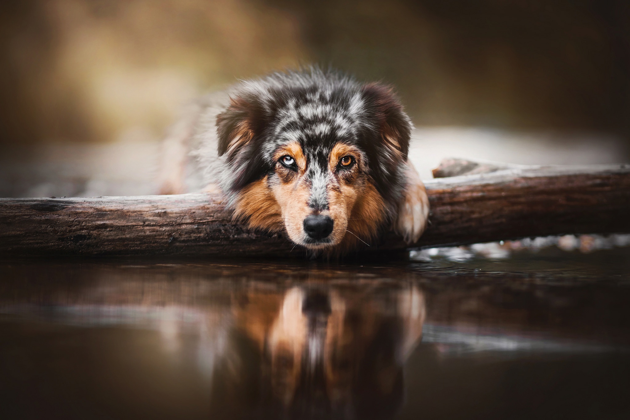 Download mobile wallpaper Dogs, Reflection, Dog, Animal, Australian Shepherd for free.