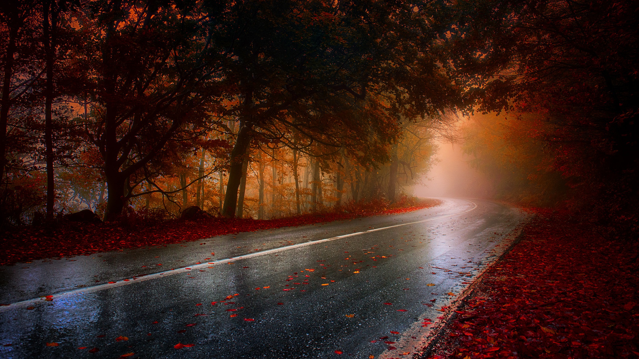 Download mobile wallpaper Nature, Road, Forest, Tree, Fog, Leaf, Fall, Man Made for free.