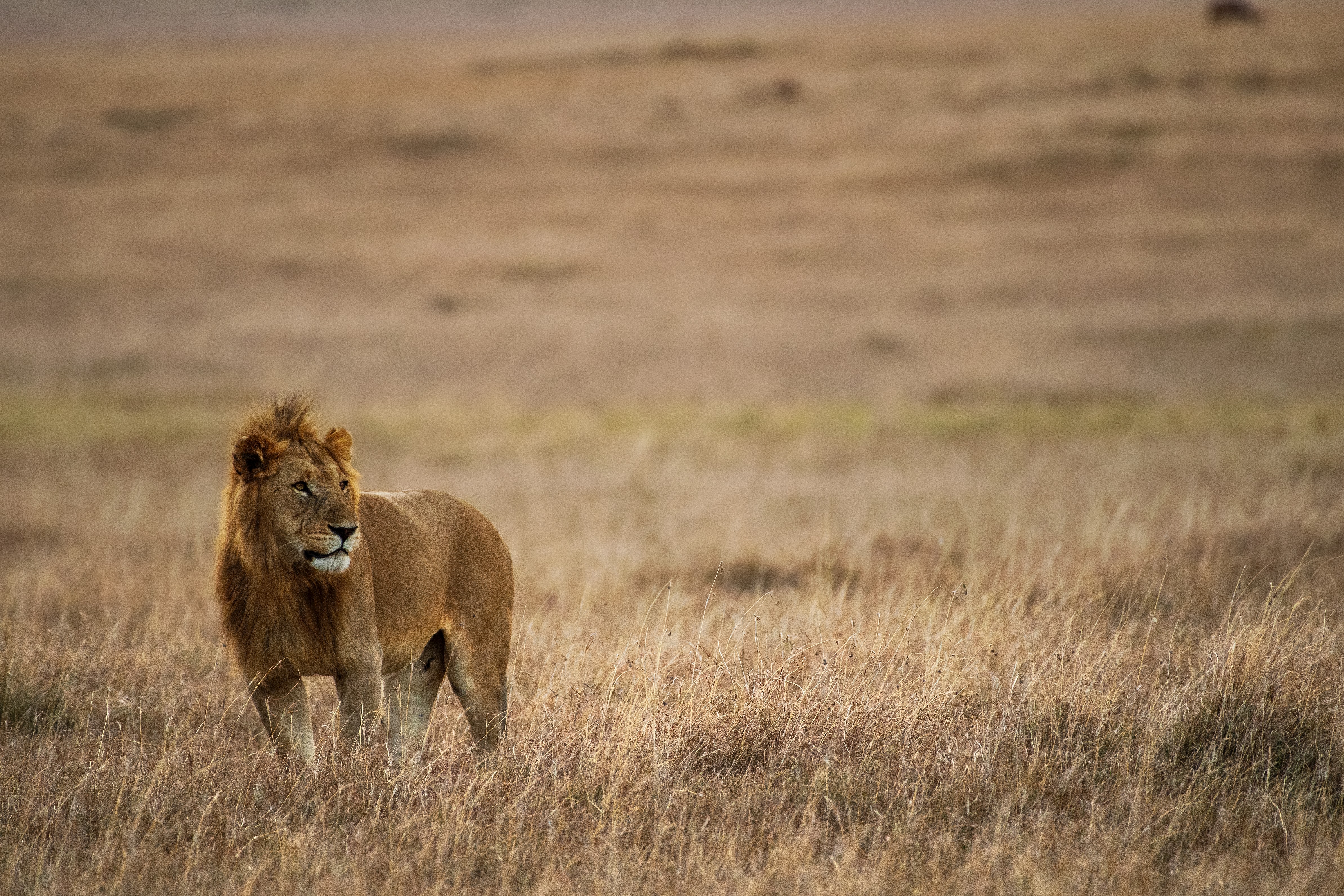130666 descargar imagen un leon, animales, hierba, león, depredador, gato grande, melena: fondos de pantalla y protectores de pantalla gratis