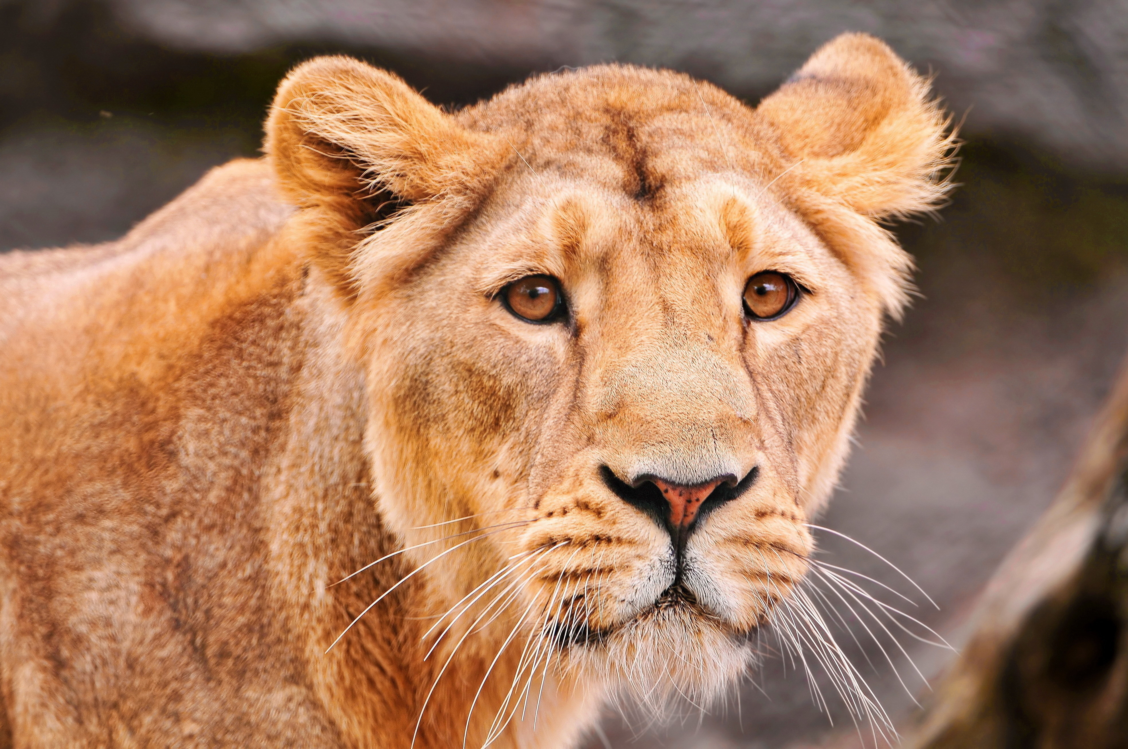 Téléchargez des papiers peints mobile Animaux, Chats, Lion gratuitement.