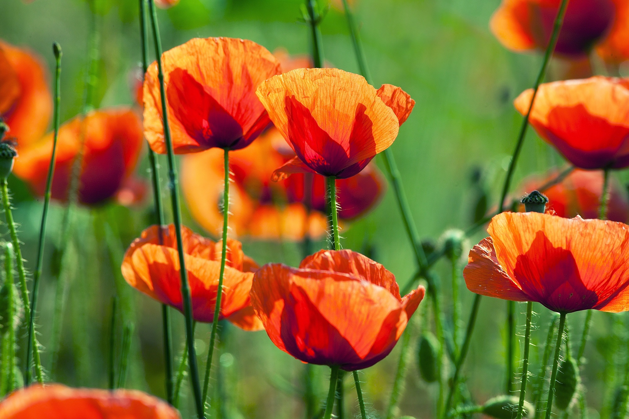 Download mobile wallpaper Flowers, Earth, Poppy for free.