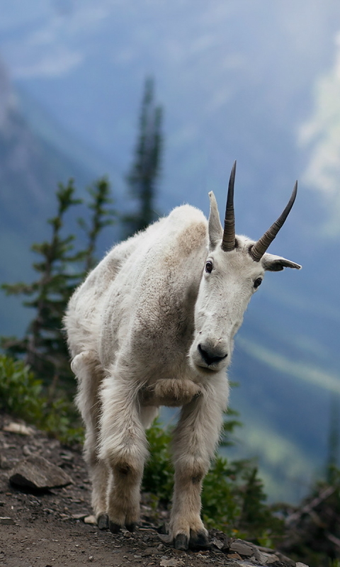 animal, mountain goat