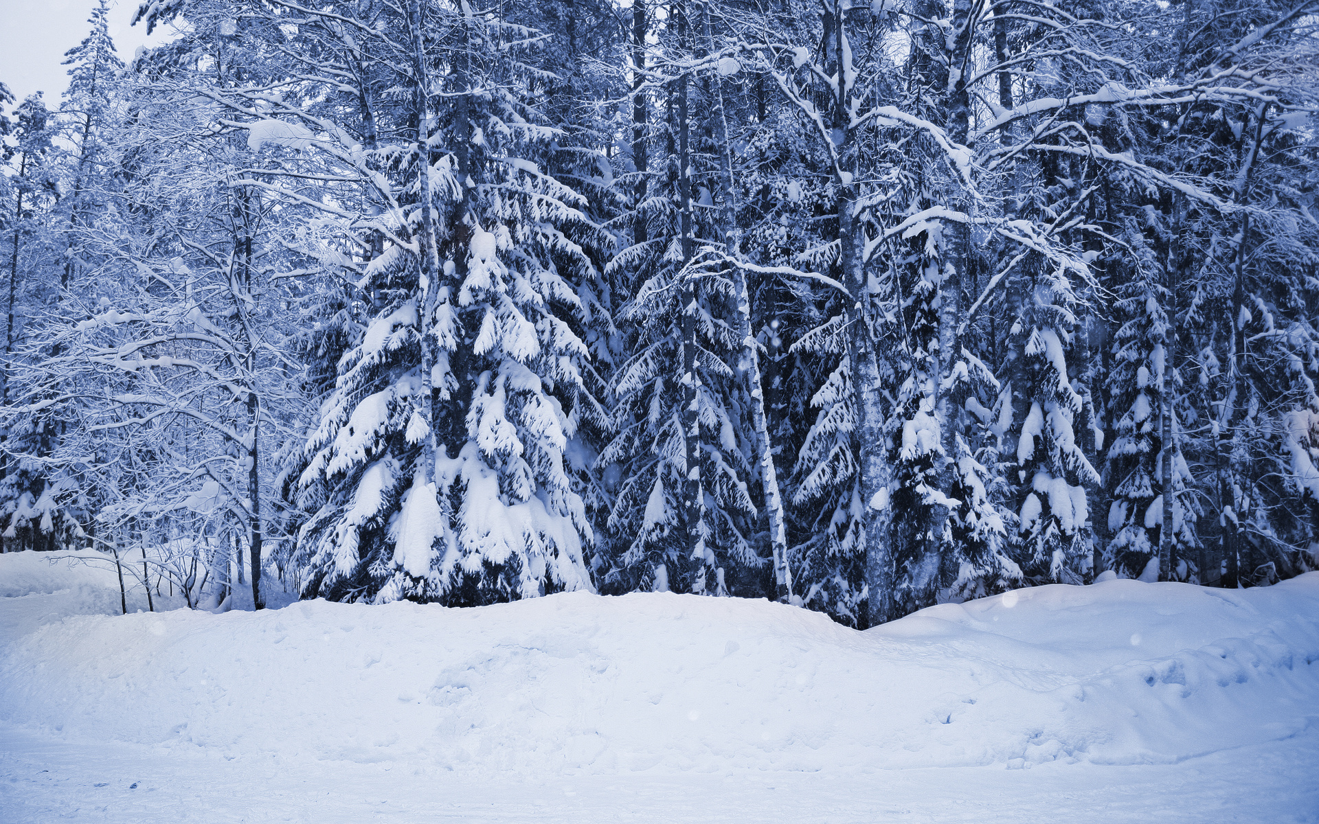 Téléchargez gratuitement l'image Hiver, Terre/nature sur le bureau de votre PC