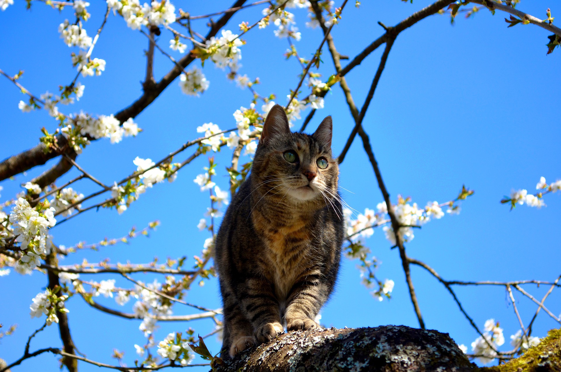 Descarga gratuita de fondo de pantalla para móvil de Animales, Gatos, Gato.