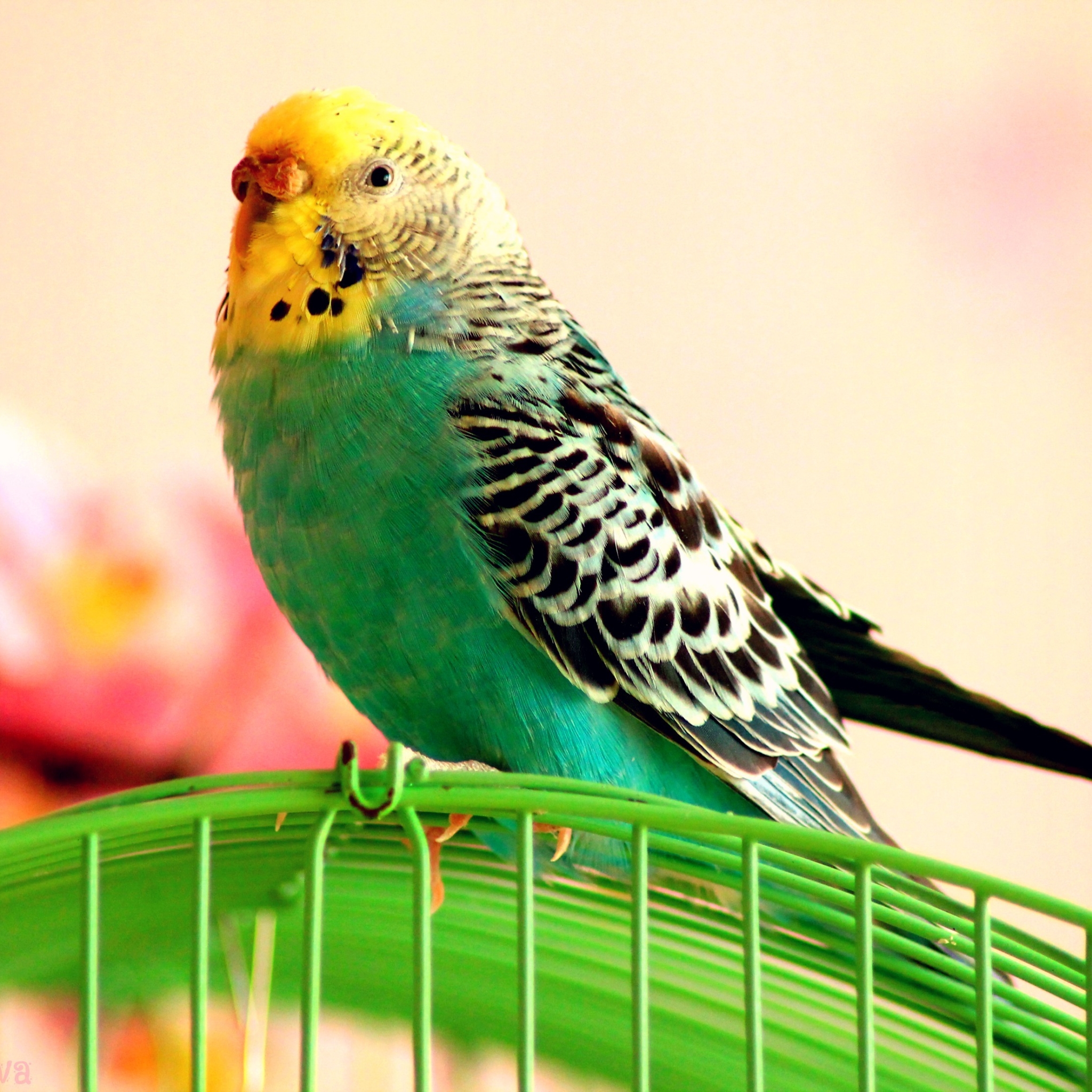 Free download wallpaper Birds, Animal, Budgerigar on your PC desktop