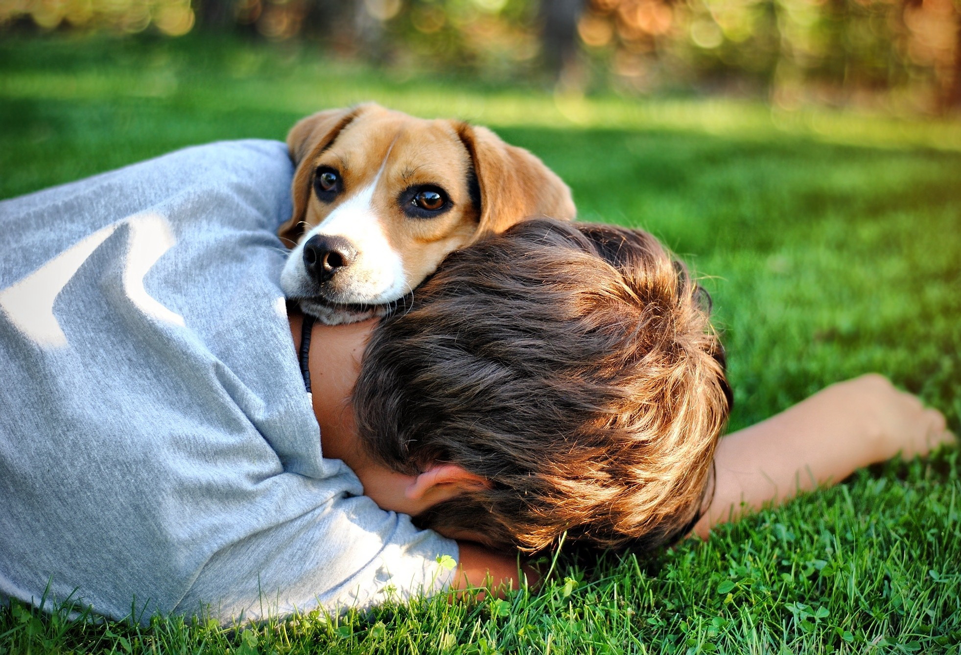 Baixe gratuitamente a imagem Animais, Cães, Cão na área de trabalho do seu PC