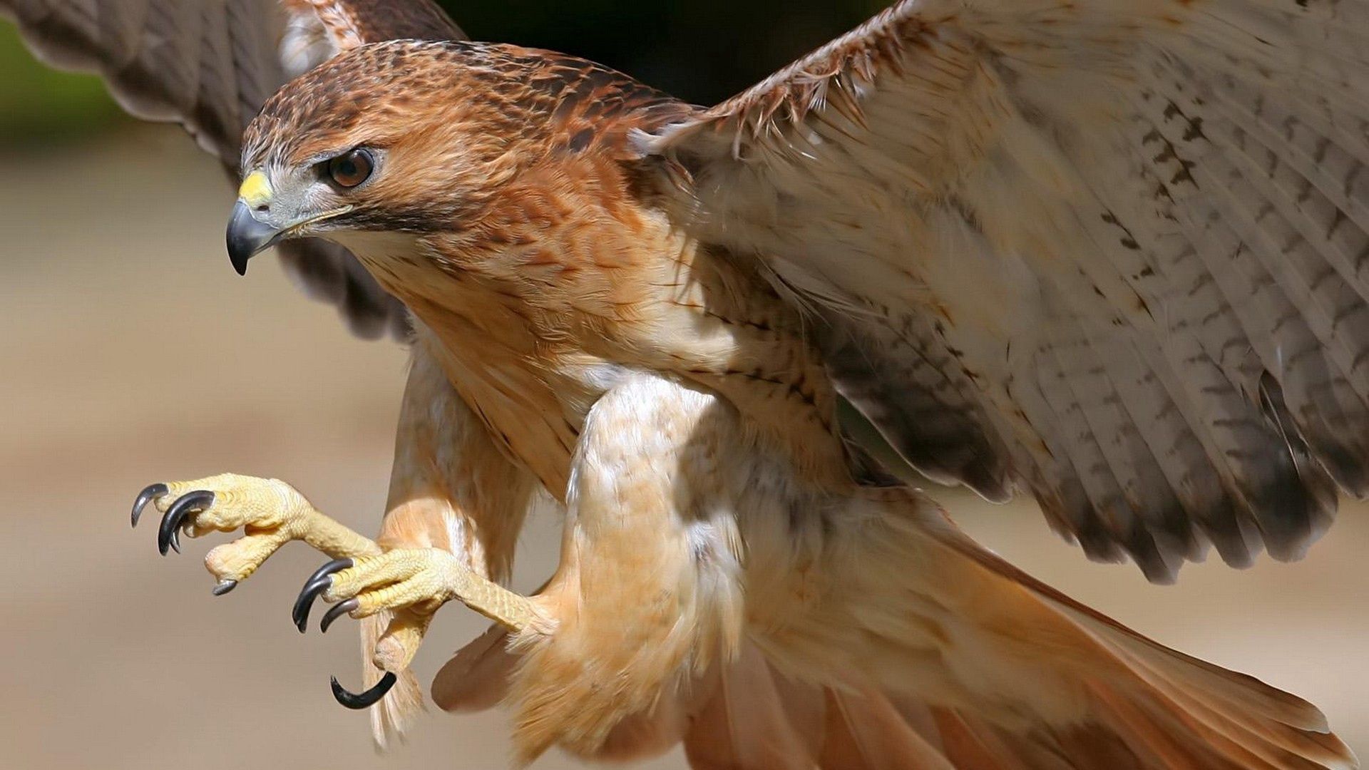 Download mobile wallpaper Animals, Predator, Beak, Flight, Bird, Wings, Eagle for free.