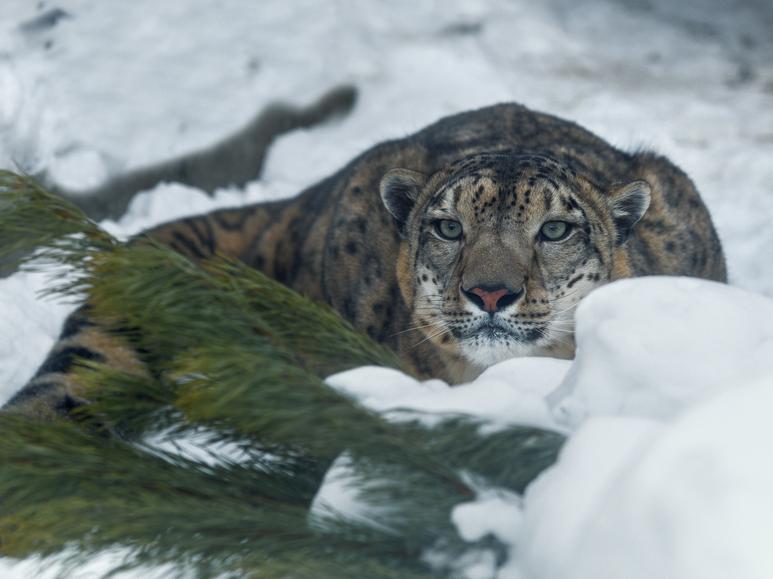 Laden Sie das Schneeleopard, Katzen, Tiere-Bild kostenlos auf Ihren PC-Desktop herunter