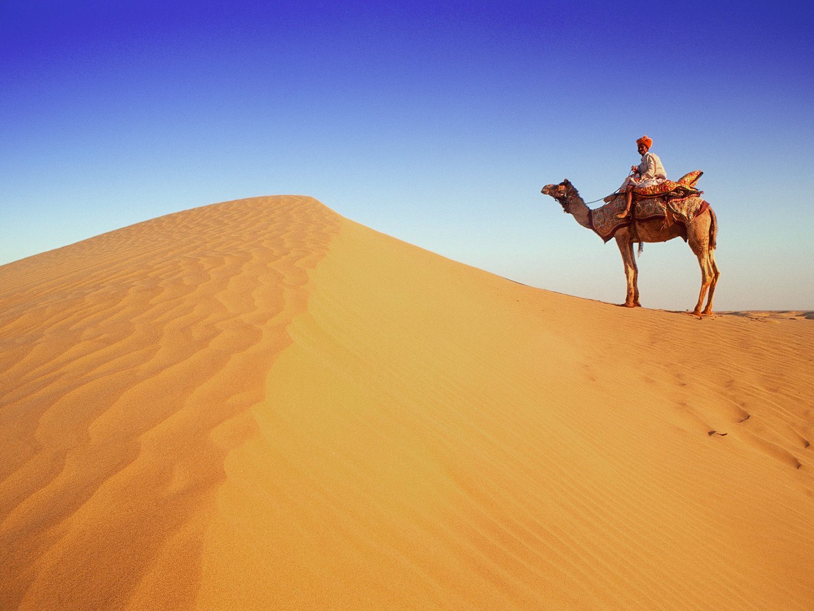 12065 Bild herunterladen tiere, landschaft, sand, wüste, kamele - Hintergrundbilder und Bildschirmschoner kostenlos