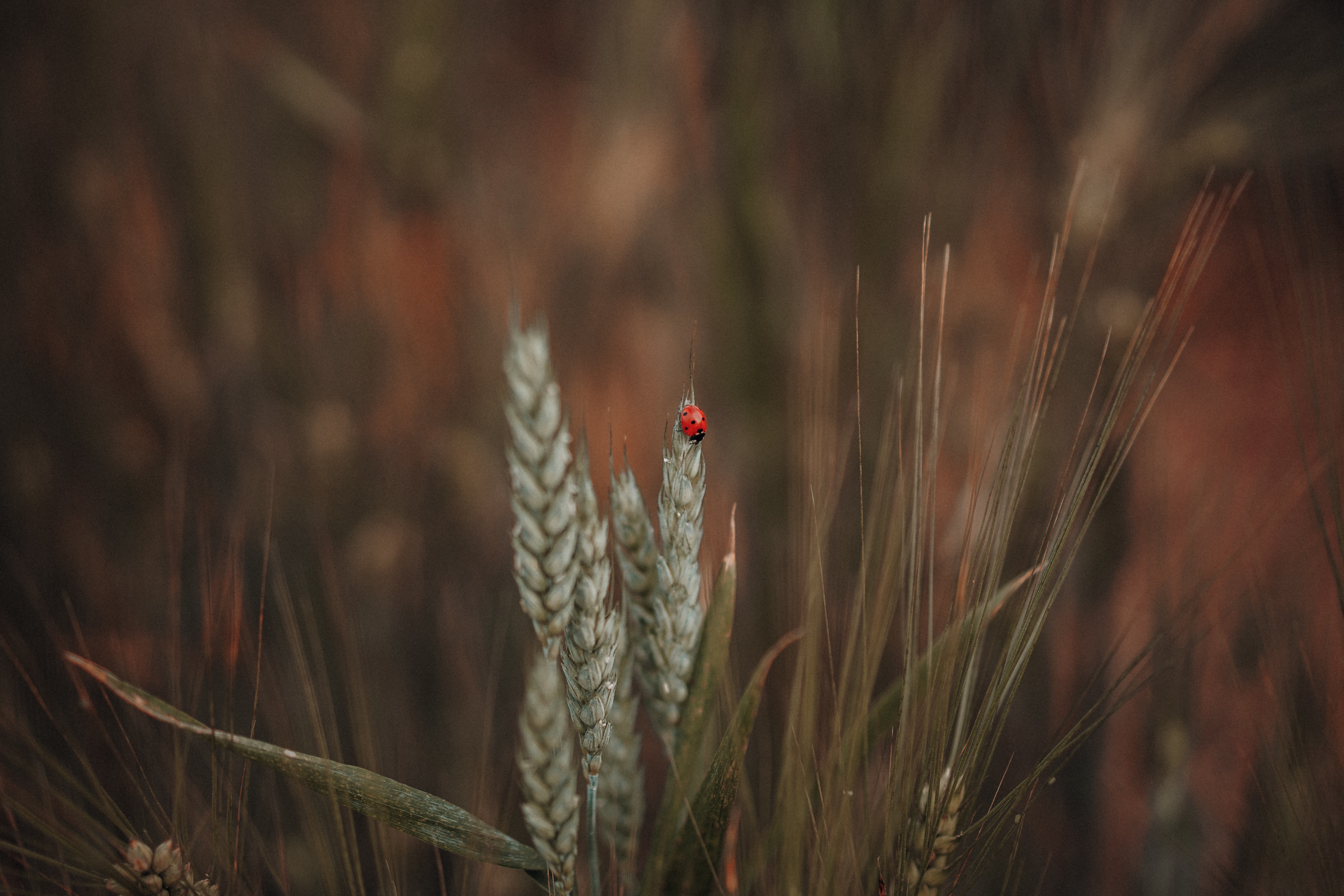 Download mobile wallpaper Macro, Ears, Grass, Ladybird, Spikes, Insect, Ladybug for free.