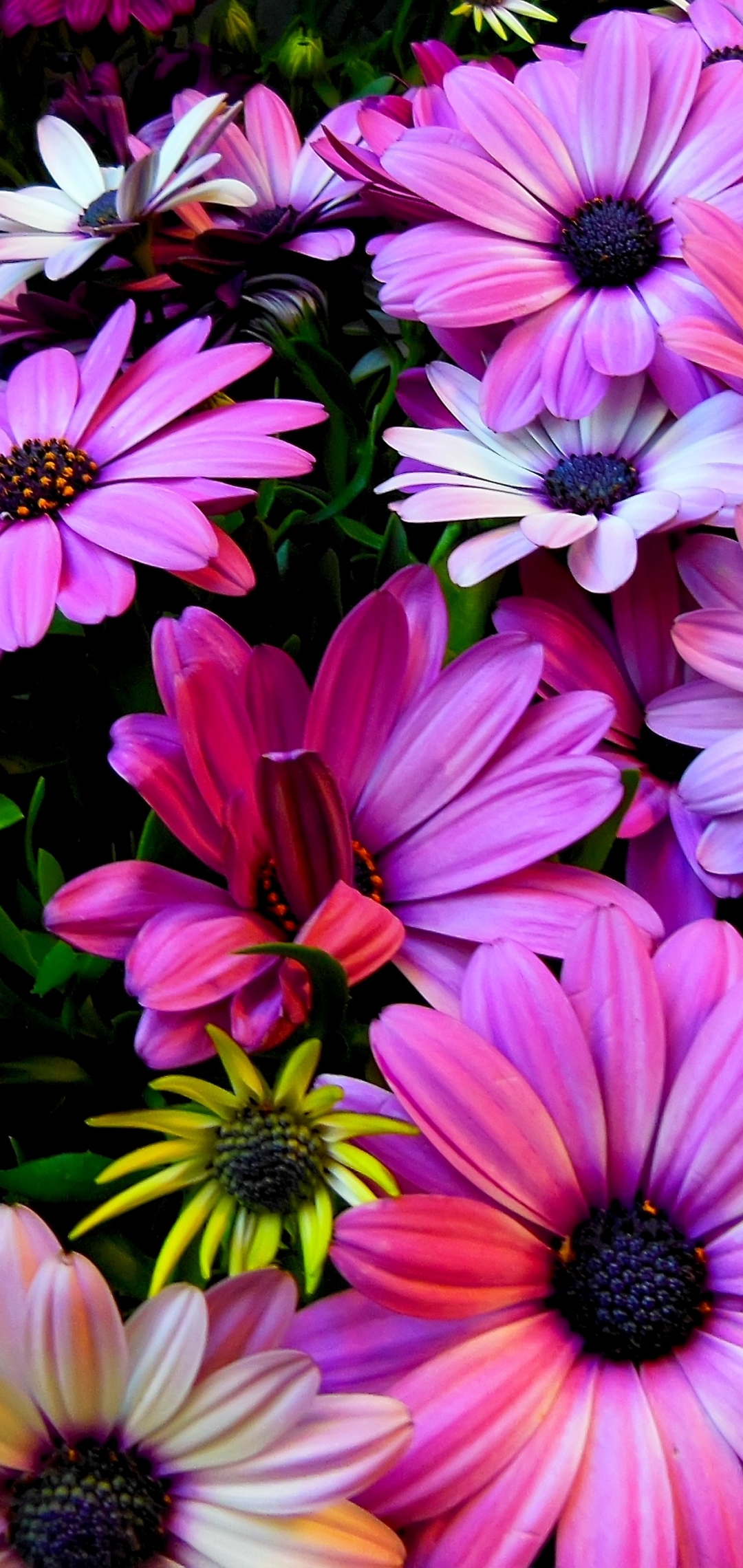 無料モバイル壁紙花, 地球, 色, カラフル, デイジー, 黄色い花, アフリカンデイジー, 紫色の花をダウンロードします。
